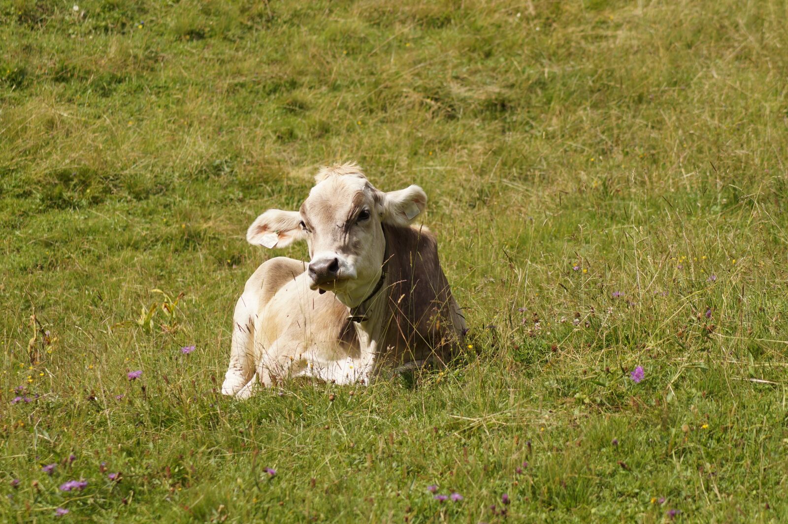 Sony SLT-A58 sample photo. Lying cow, cow, beef photography
