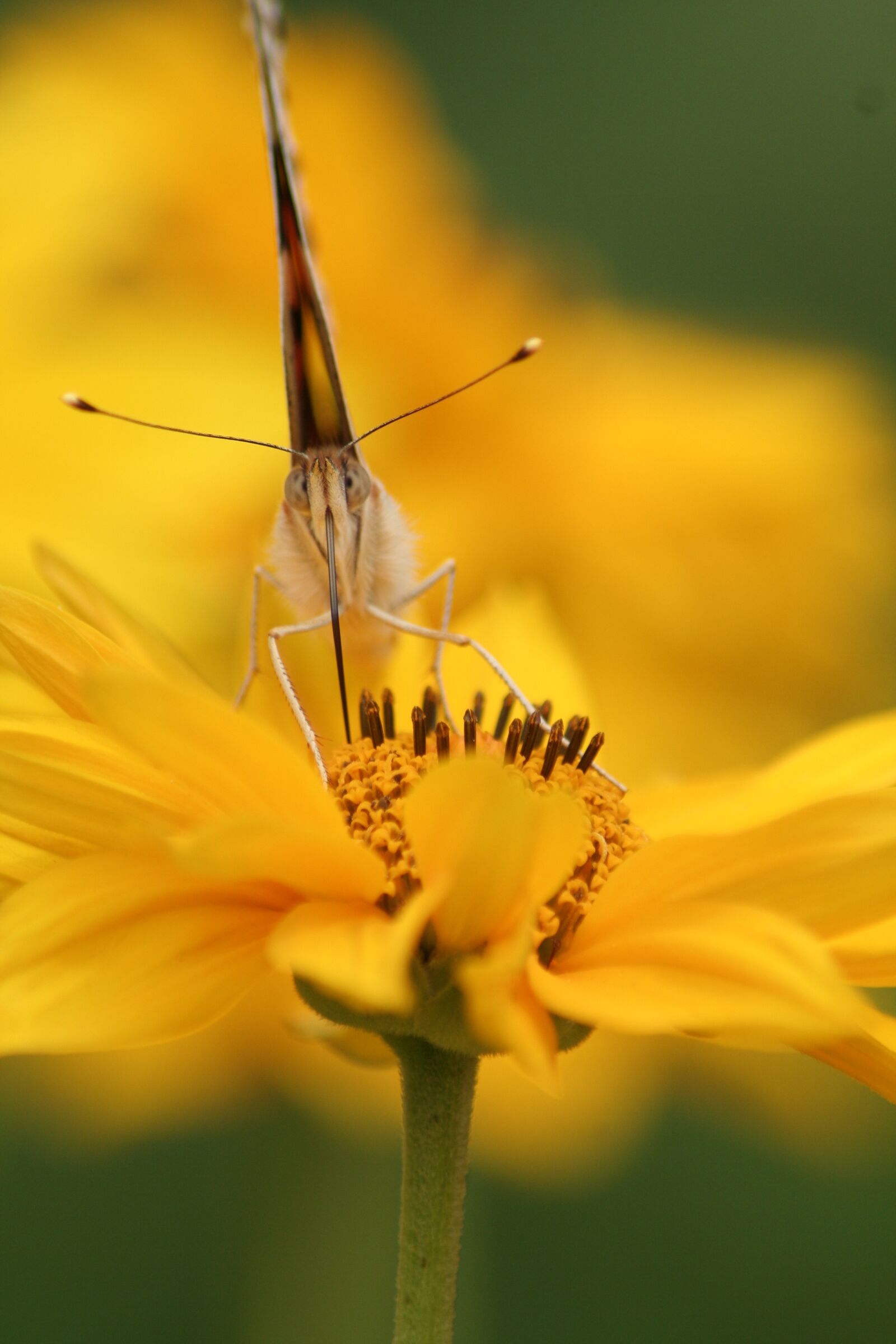 Canon EOS 350D (EOS Digital Rebel XT / EOS Kiss Digital N) sample photo. Butterfly, yellow, flower photography