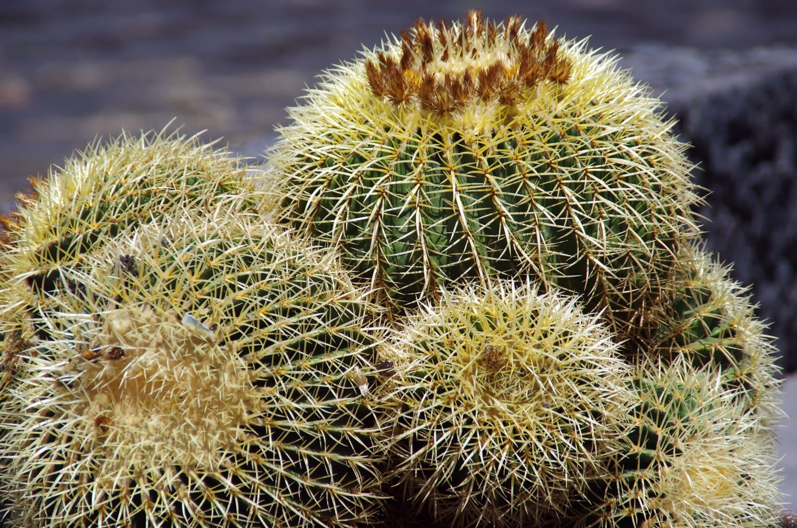 Pentax K-5 sample photo. Canary, cactus, cactus flowers photography