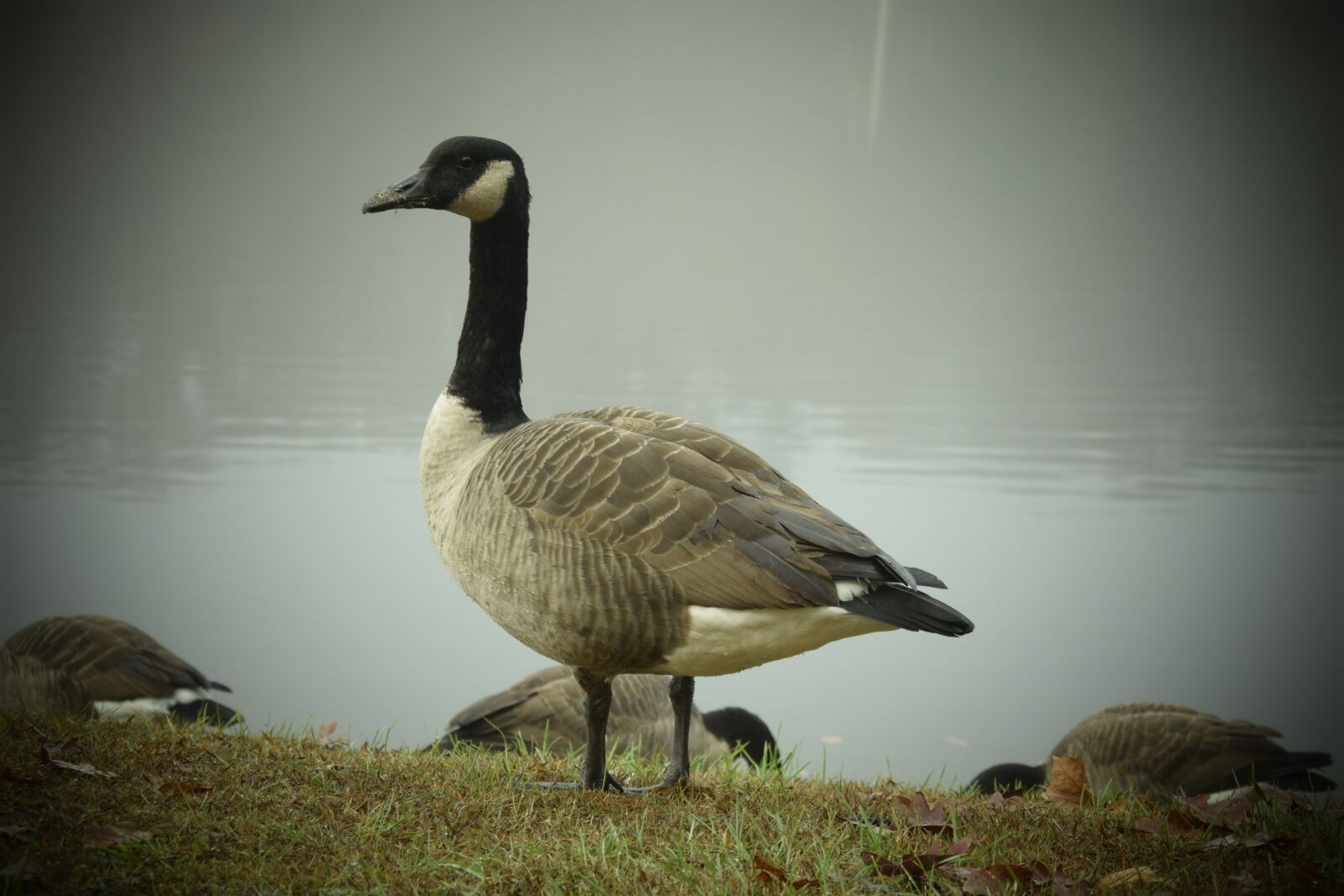 Nikon D3300 sample photo. Bird, nature, water photography