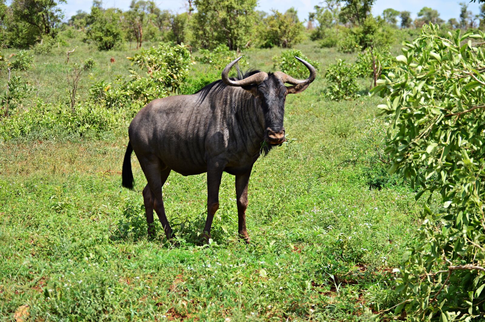 Nikon D3200 sample photo. Gnu, blue wildebeest, africa photography