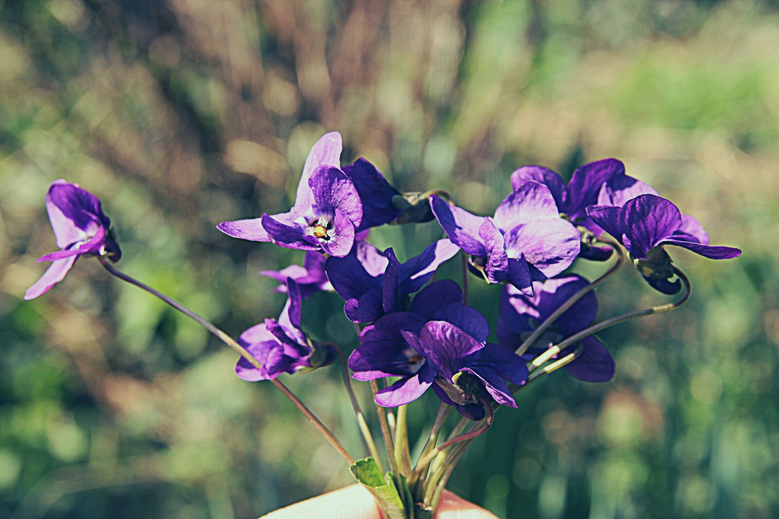 Canon EOS 600D (Rebel EOS T3i / EOS Kiss X5) sample photo. Flower, nature, plant photography