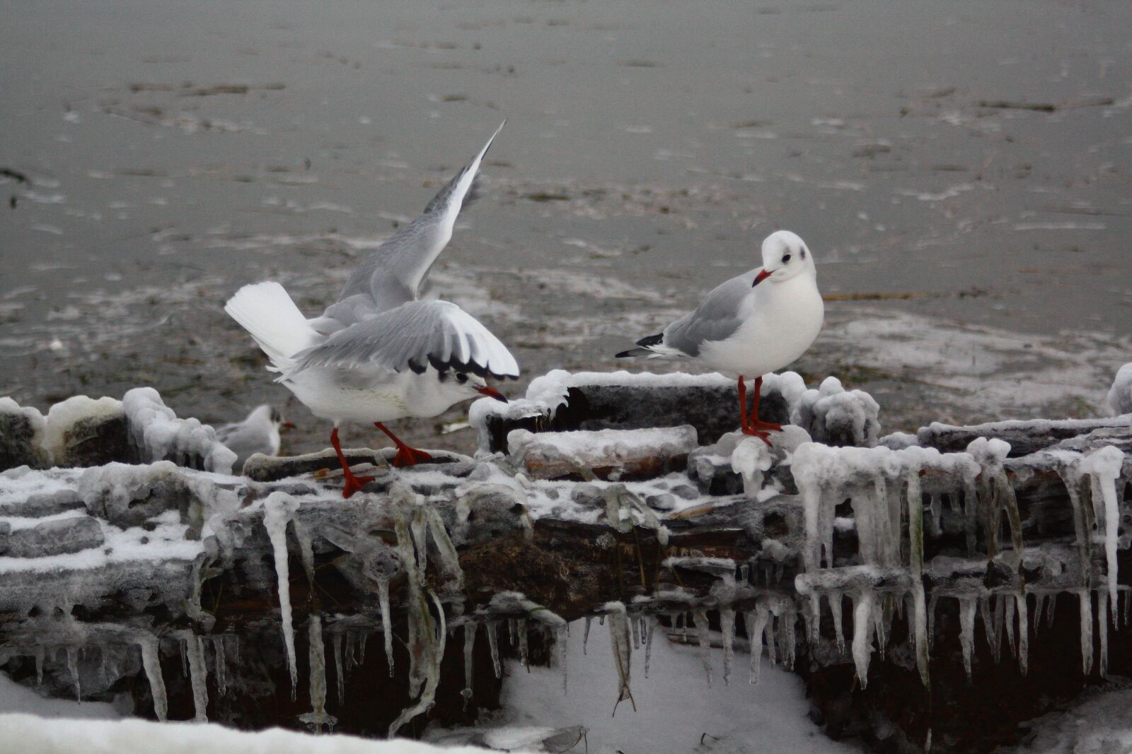 Canon EOS 450D (EOS Rebel XSi / EOS Kiss X2) sample photo. Birds, alki, white photography