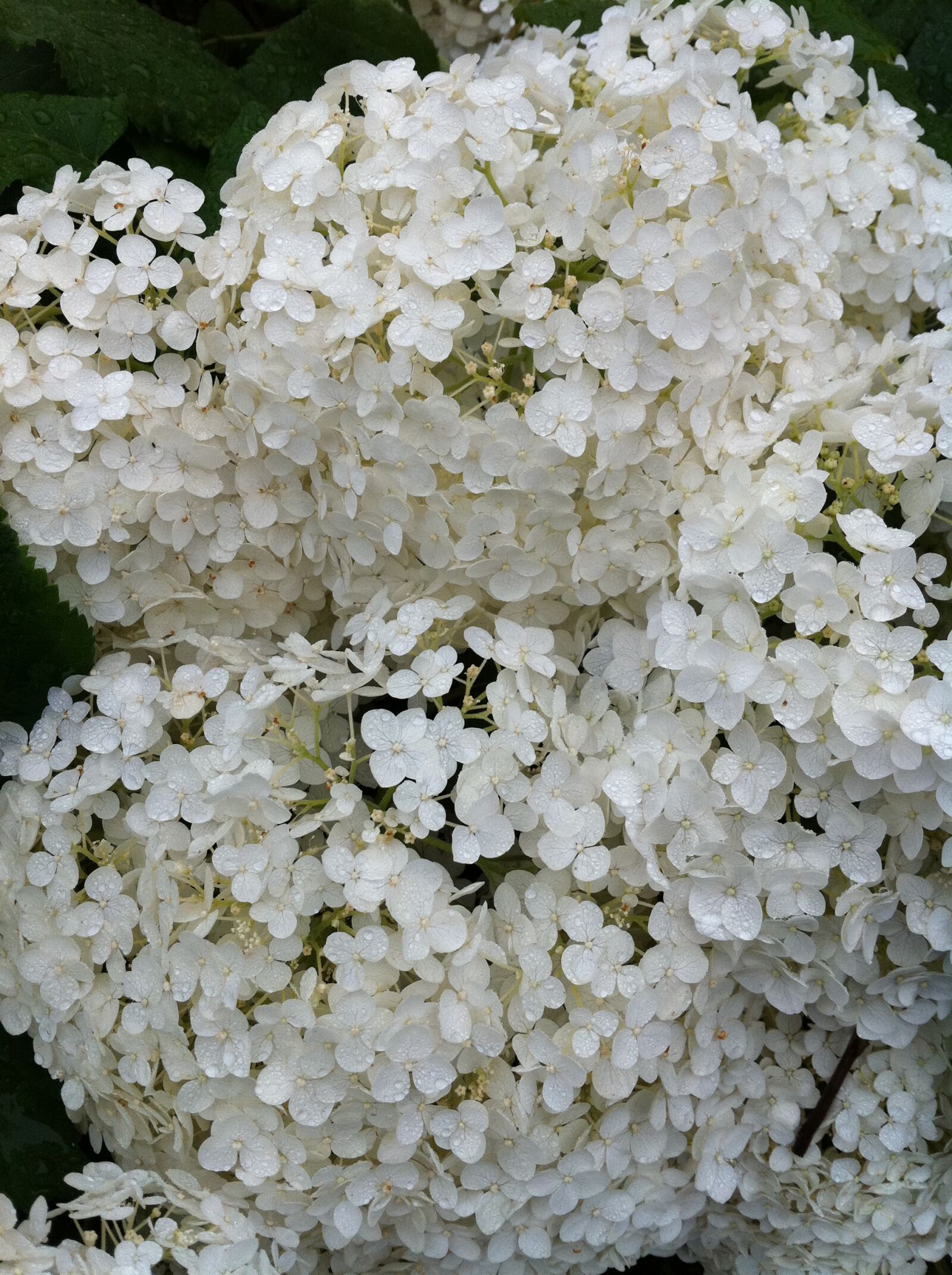 Apple iPhone 4 sample photo