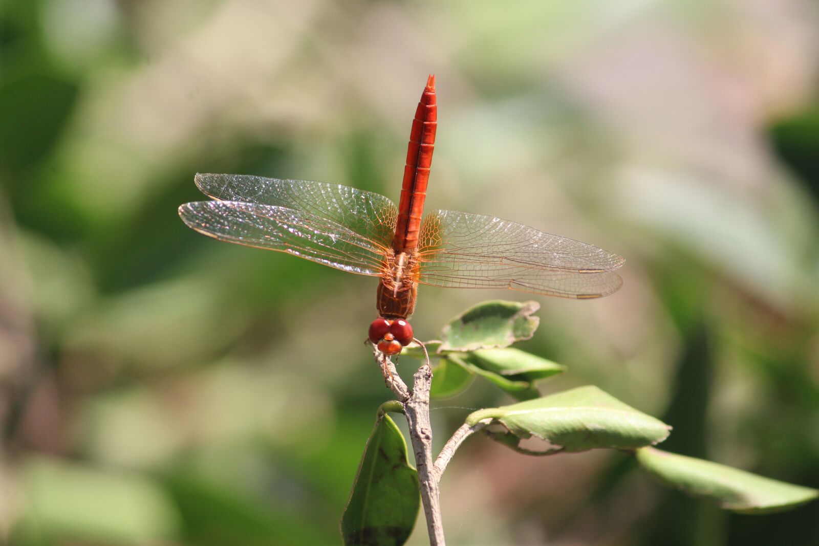 Canon EOS 1200D (EOS Rebel T5 / EOS Kiss X70 / EOS Hi) sample photo. Dragonfly, insect, animal photography