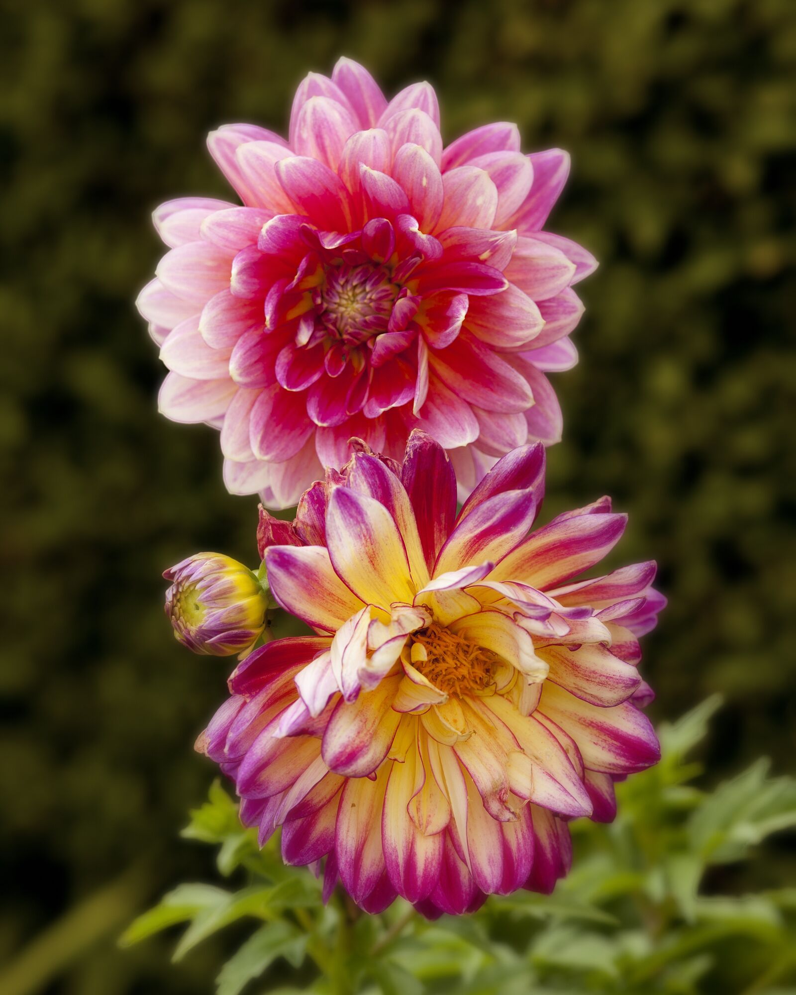 Canon EF 85mm F1.8 USM sample photo. Roses, flowers, garden photography