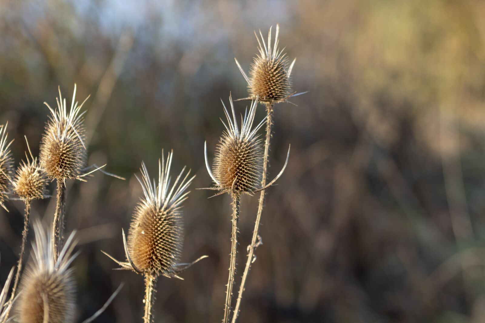 Canon EF75-300mm f/4-5.6 sample photo. Wildflower, stalk, szam rk photography