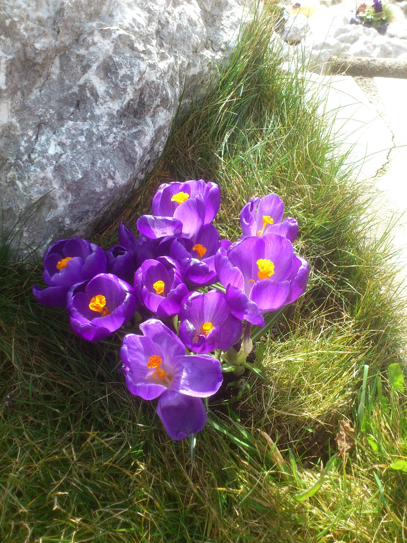 Sony Ericsson Xperia Arc sample photo. Spring, crocus, spring awakening photography