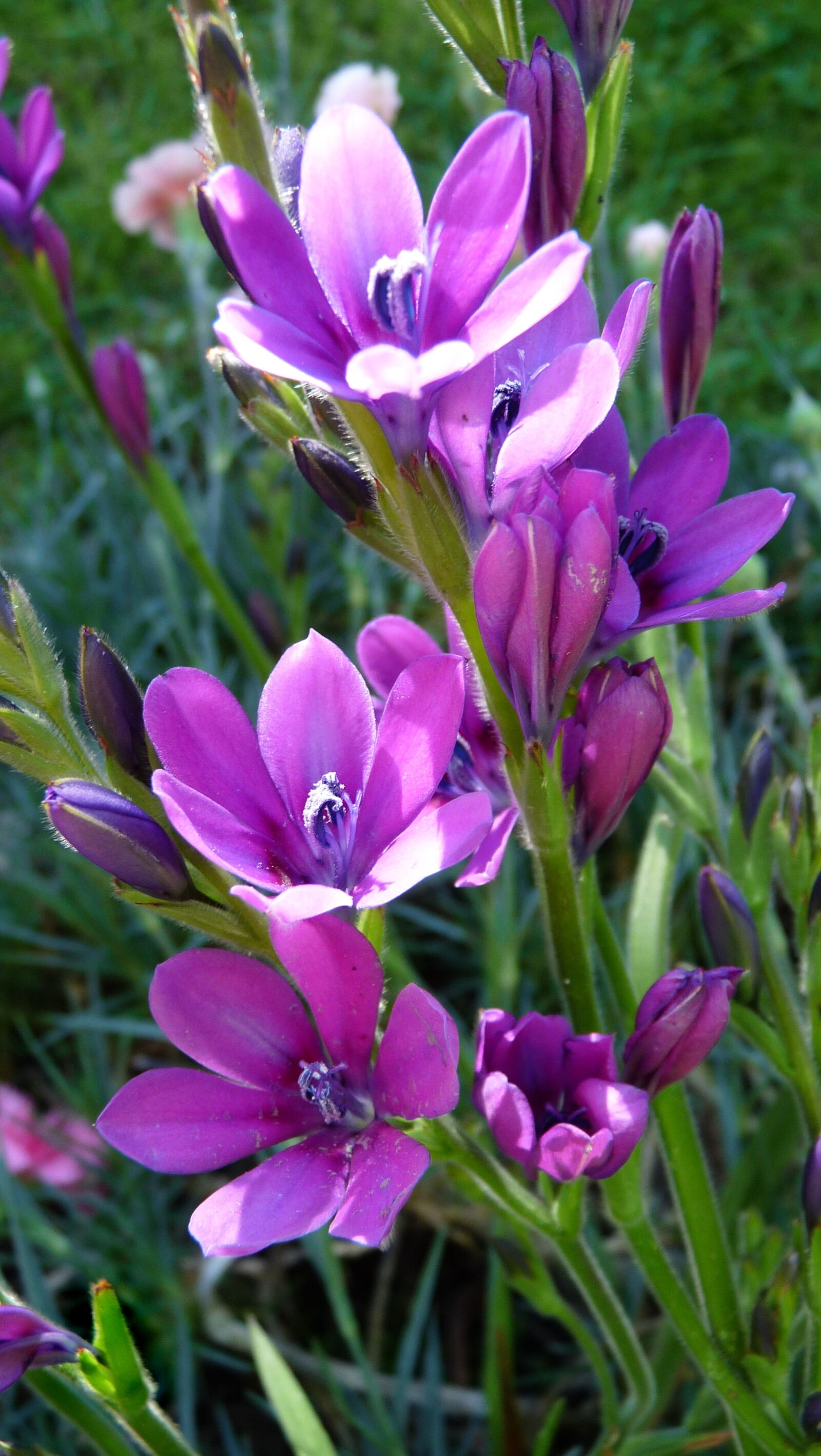 Panasonic Lumix DMC-FZ28 sample photo. Flower, bulbs, purple photography