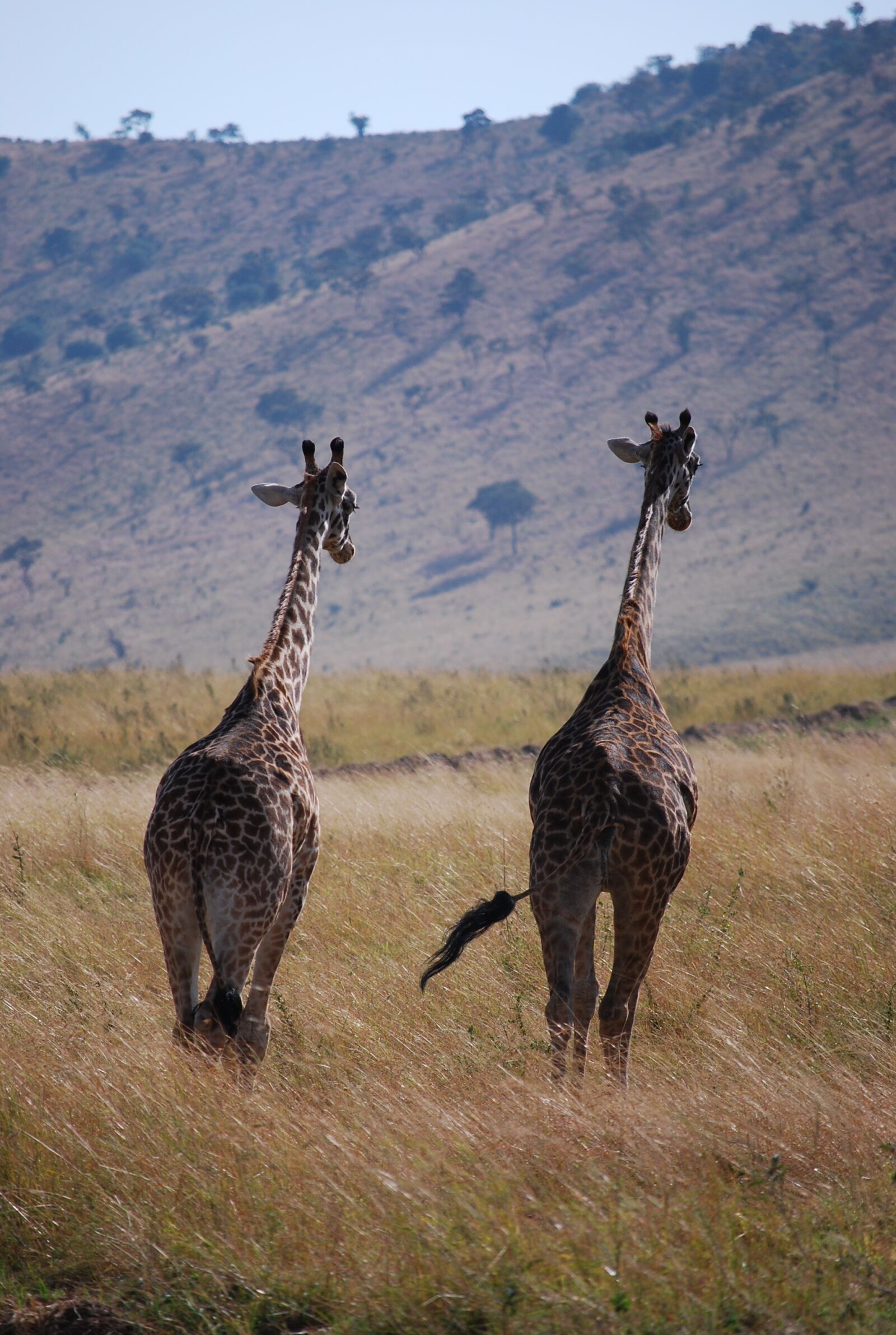 Nikon D60 sample photo. Giraffe, africa, zambia photography