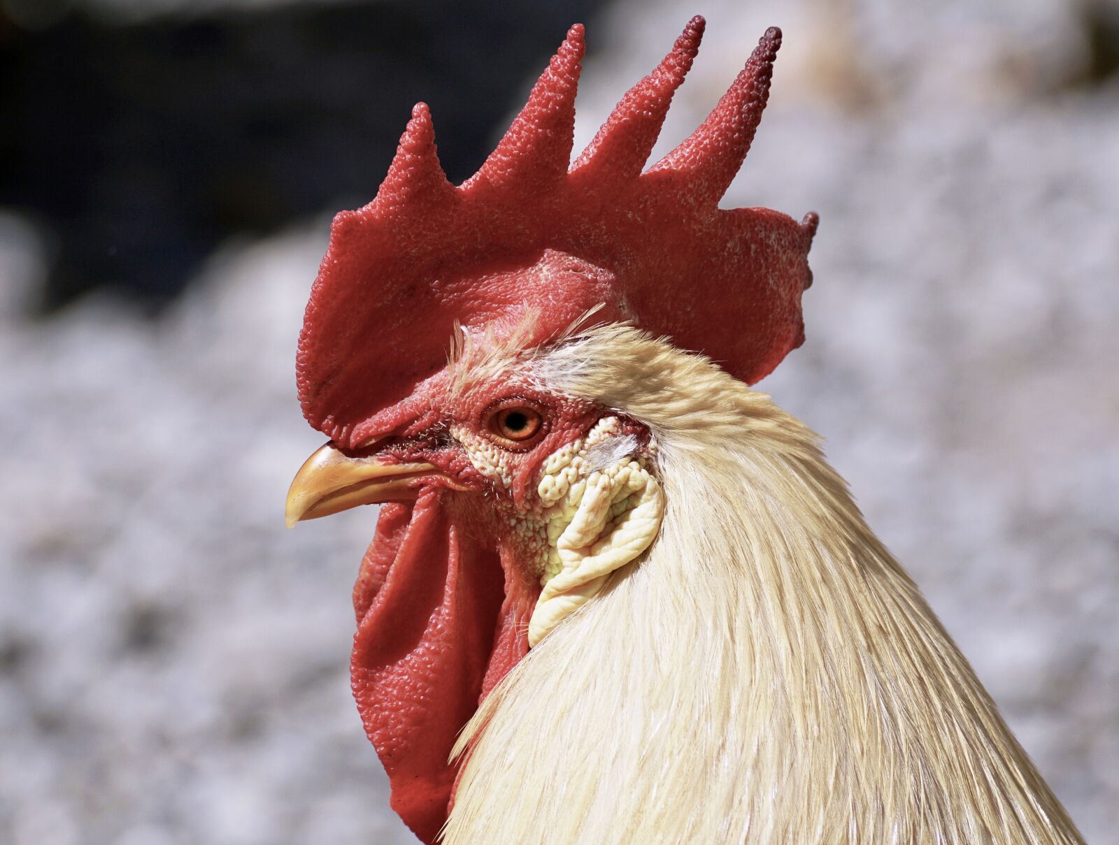 Sony DT 55-300mm F4.5-5.6 SAM sample photo. Hahn, bird, pride photography