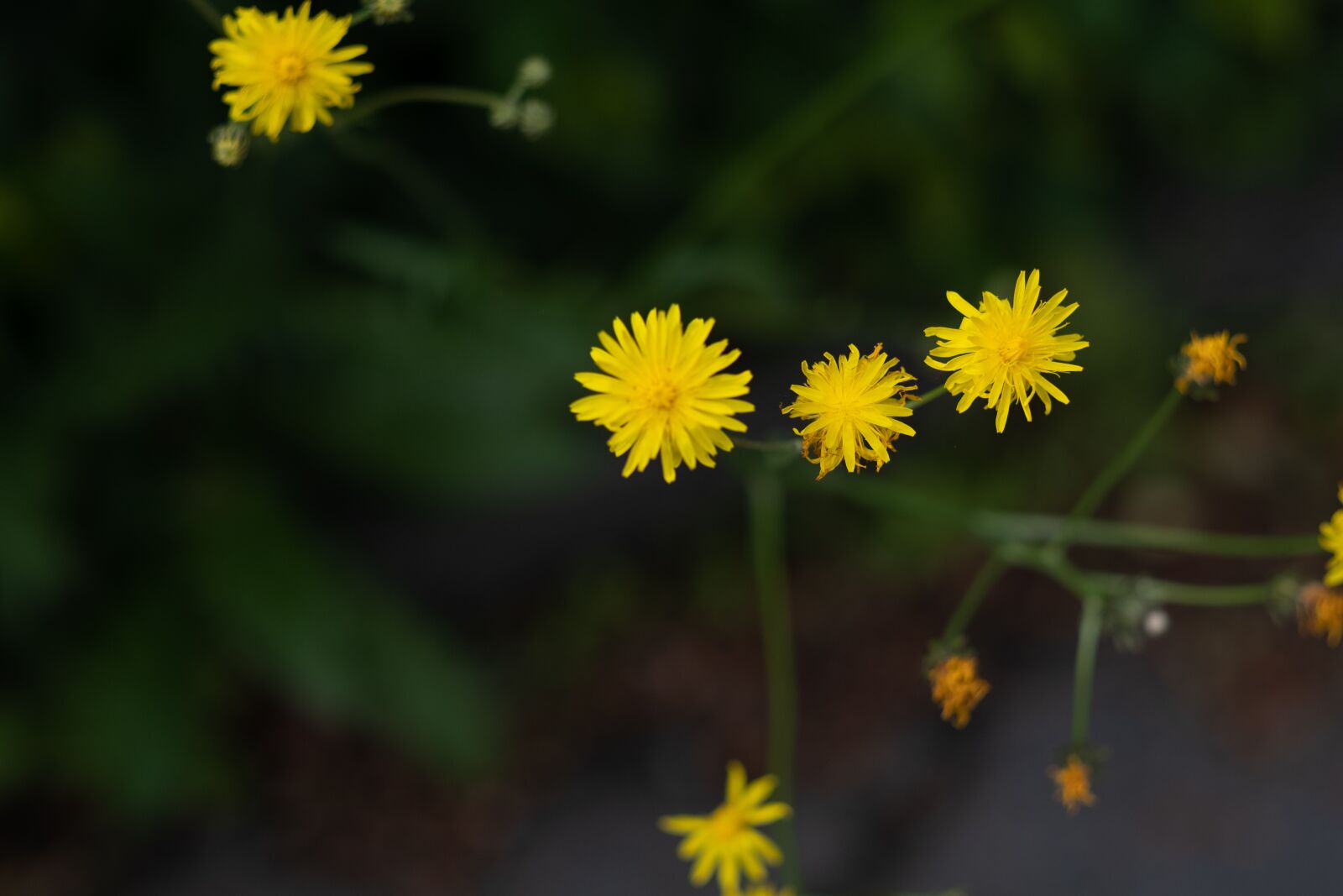 Fujifilm X-T2 + Fujifilm XF 56mm F1.2 R sample photo. Yellow flowers, bloom, spring photography