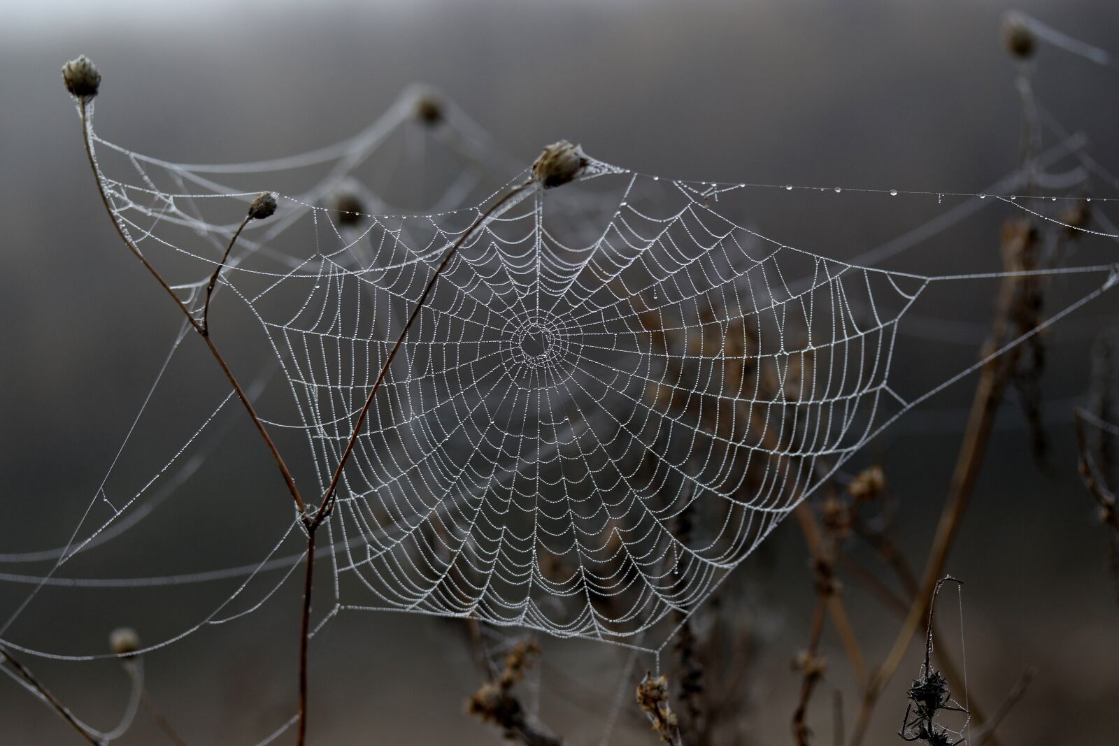Canon EF-S 60mm F2.8 Macro USM sample photo. Spider web, drops, dew photography