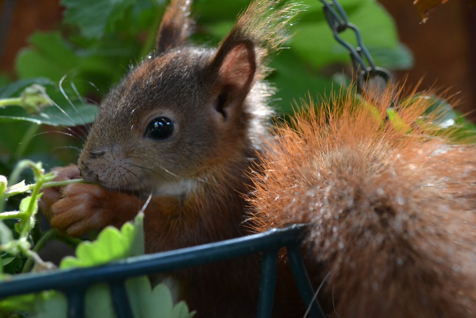 Nikon D3100 sample photo. Nature, animal, animal world photography