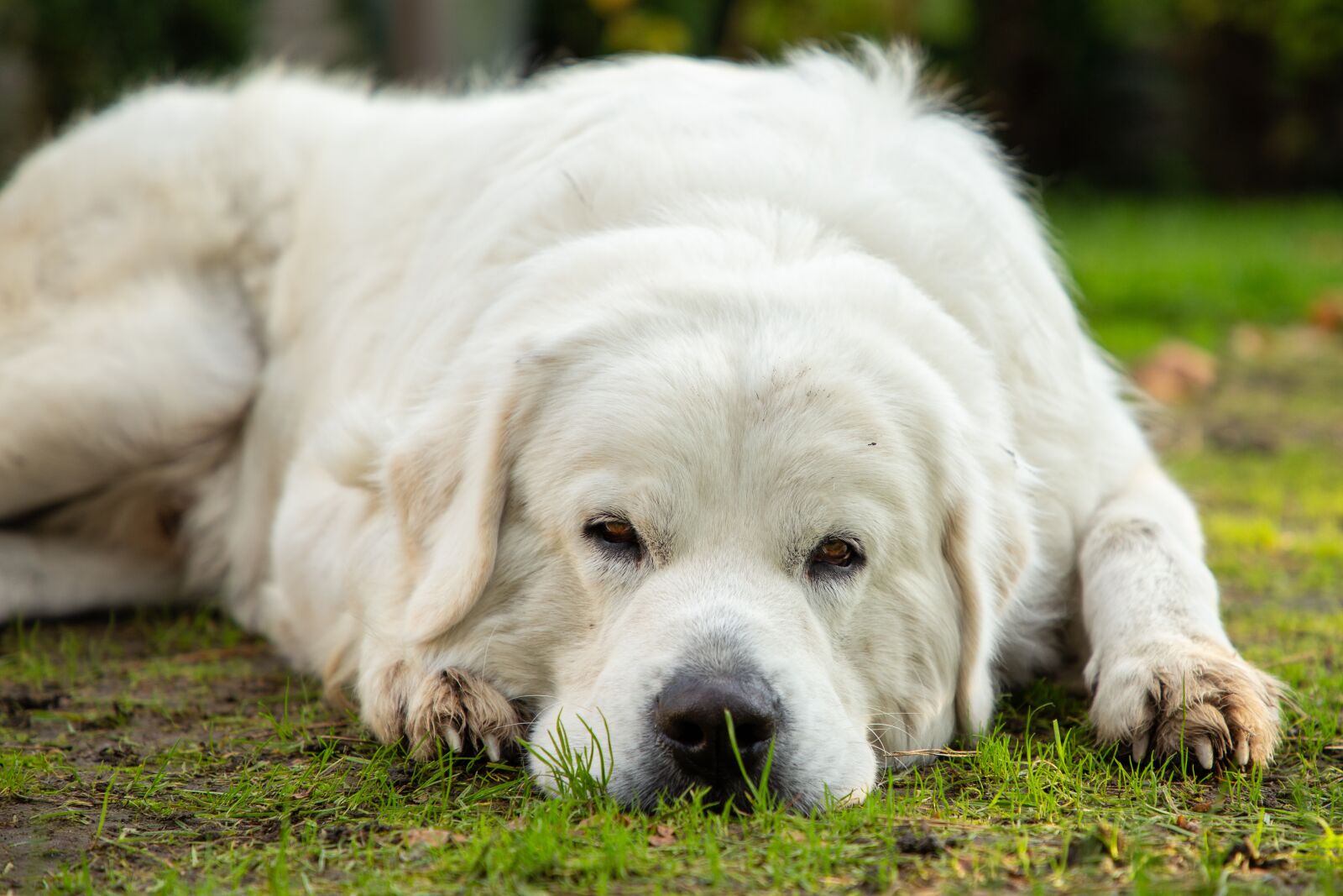 Canon EF 24-105mm F4L IS II USM sample photo. Dog, sheep-dog, white photography