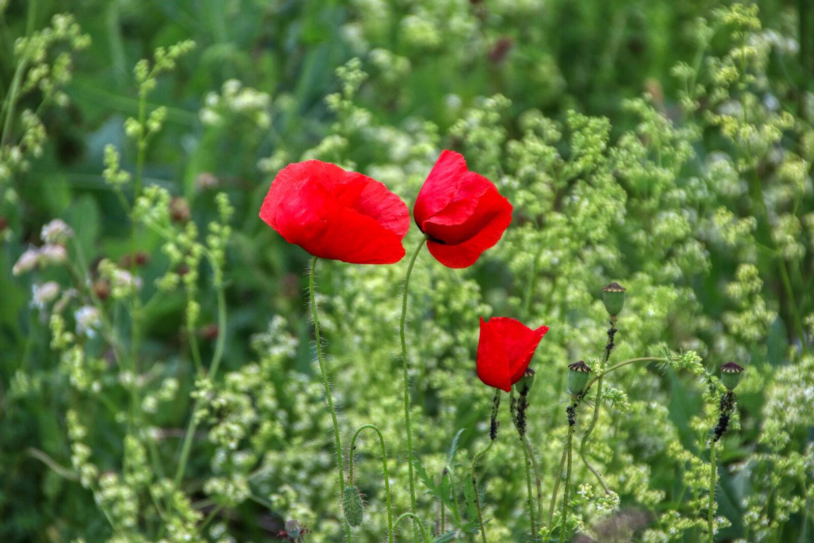 Canon EOS 80D sample photo. Poppy, poppies, klatschmohn photography