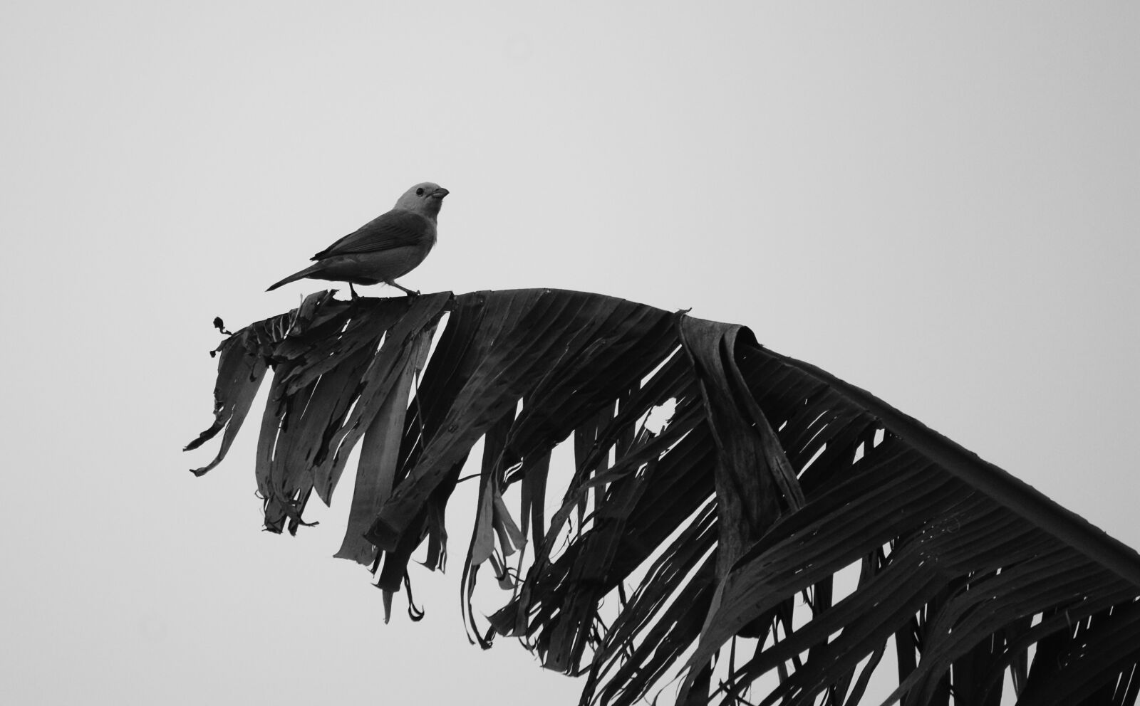 Sony Alpha DSLR-A390 sample photo. Black and white, landscape photography