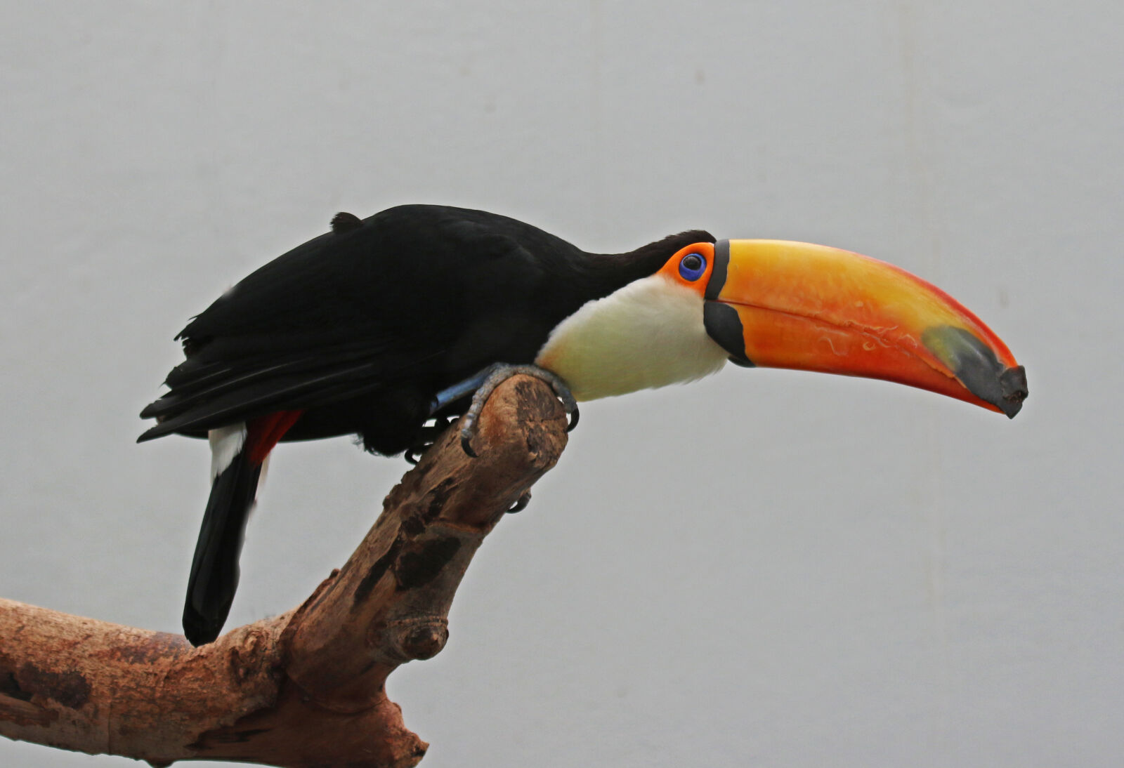 Canon EOS 7D Mark II sample photo. Animal, beak, bird, exotic photography