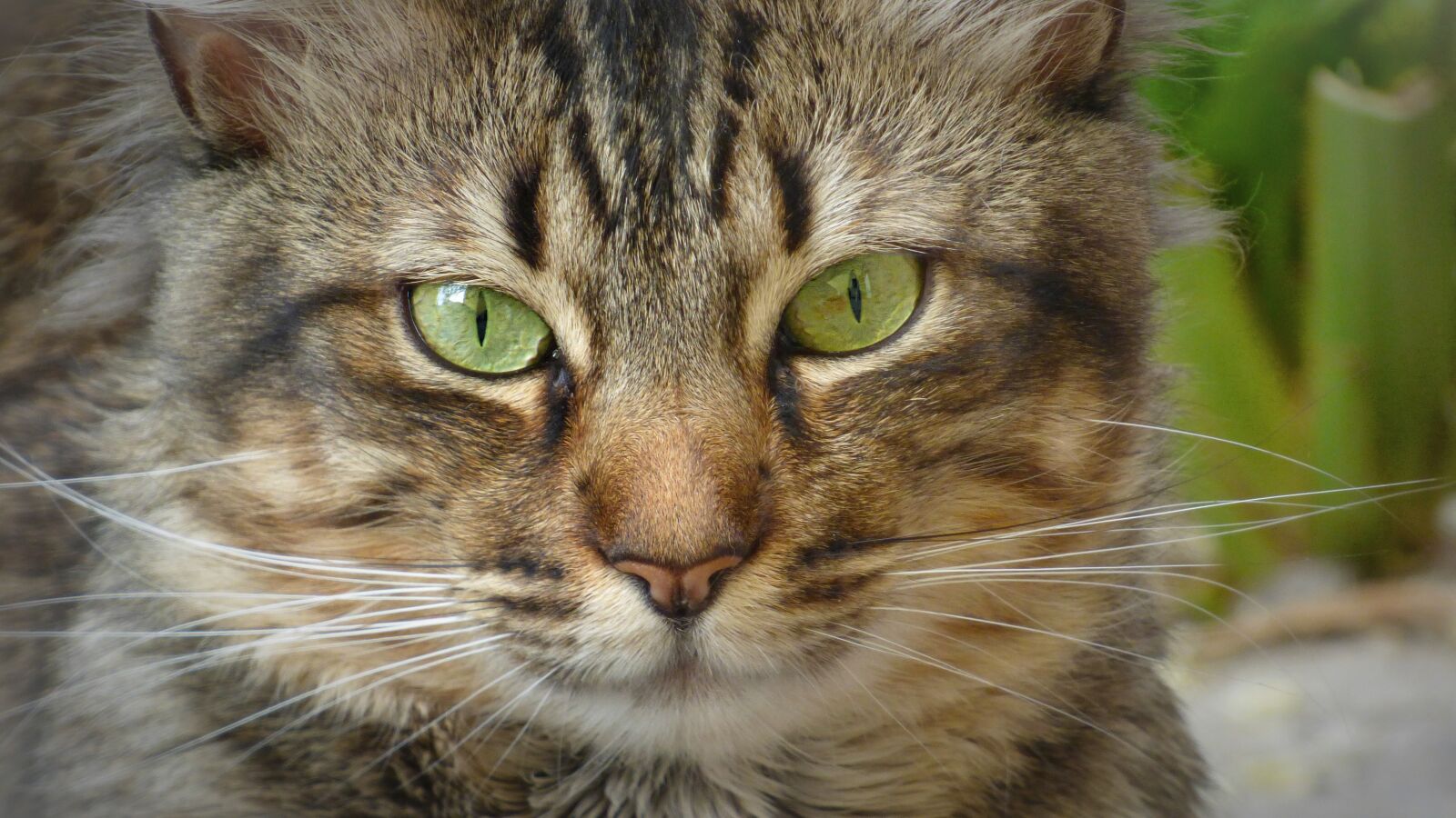 Panasonic Lumix DMC-FZ70 sample photo. Cat, feline, look photography