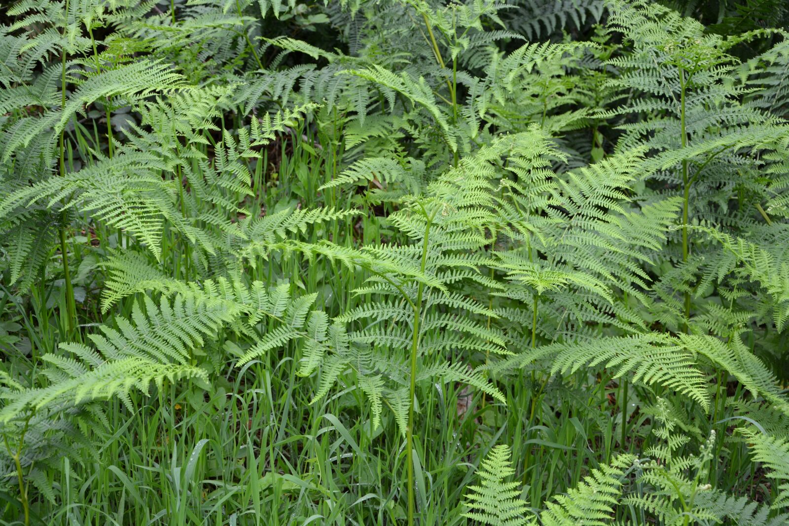 Nikon D5200 sample photo. Ferns, undergrowth, green photography