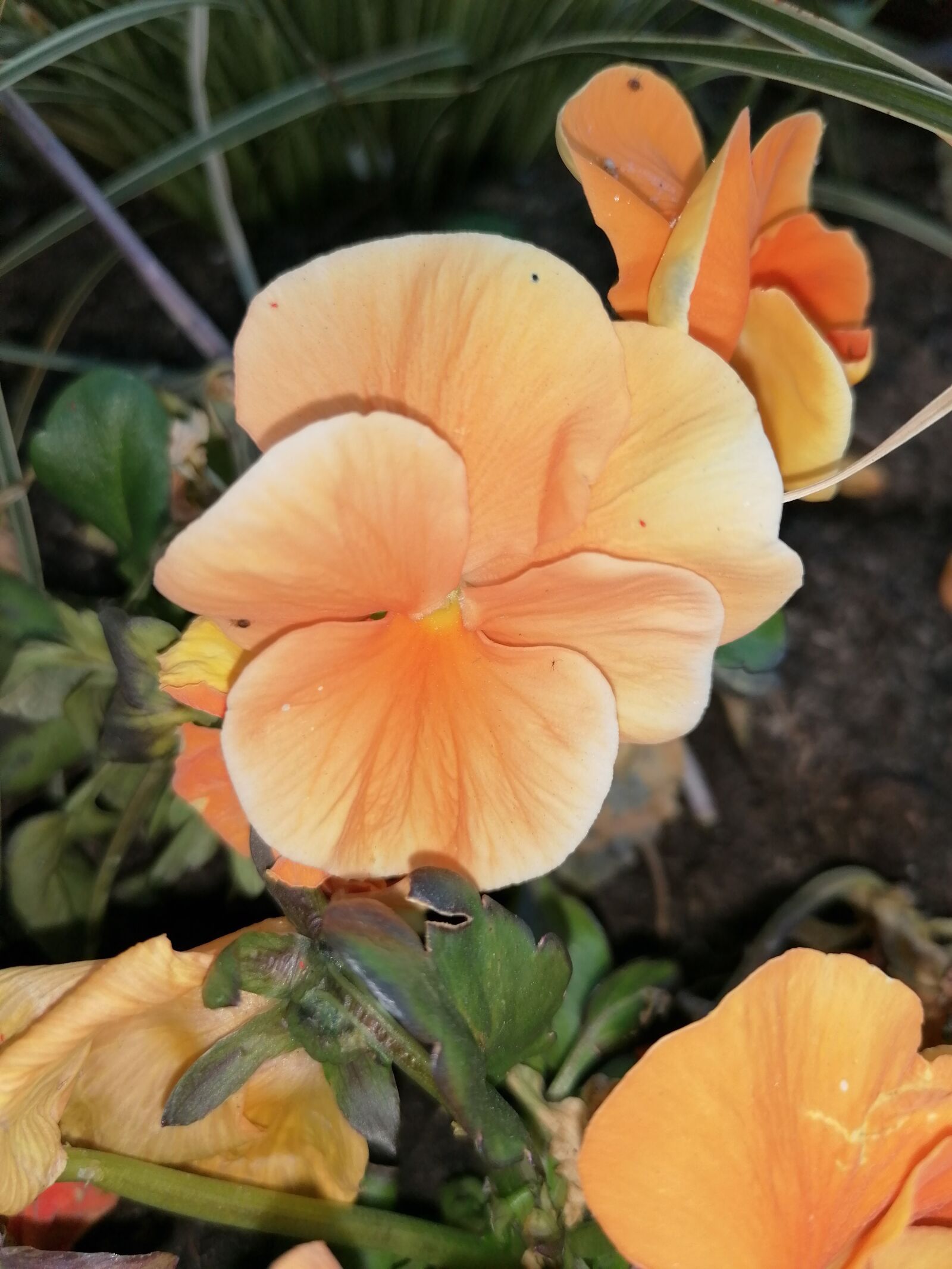 HUAWEI P30 LITE sample photo. Pansy, stepmother, flower photography