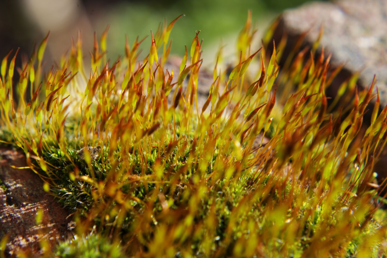 Canon EOS 2000D (EOS Rebel T7 / EOS Kiss X90 / EOS 1500D) sample photo. Moss, close up, plant photography