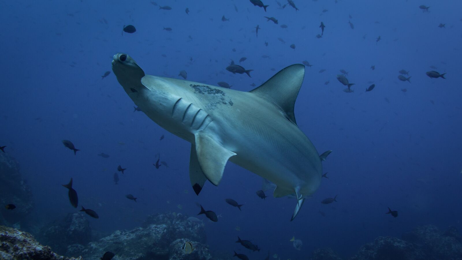 OLYMPUS M.8mm F1.8 sample photo. Hammerhead shark, hai, shark photography
