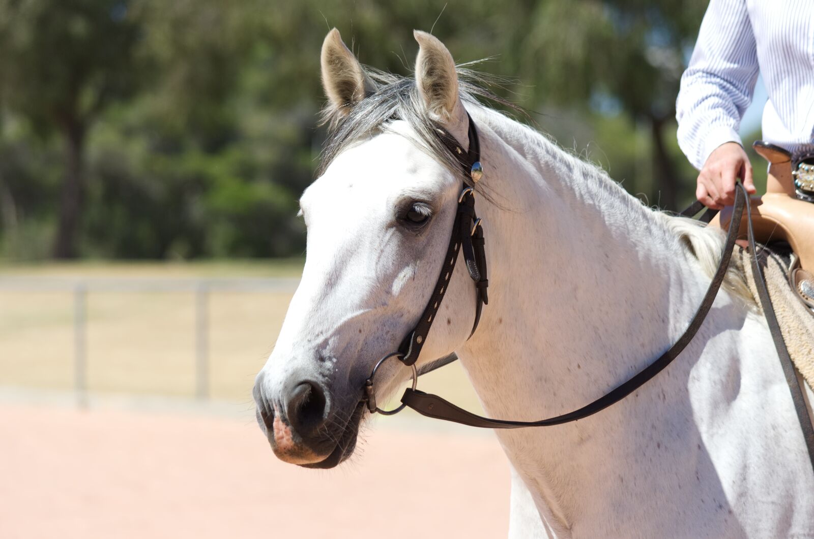 Nikon D5100 sample photo. Western, horse, mare photography