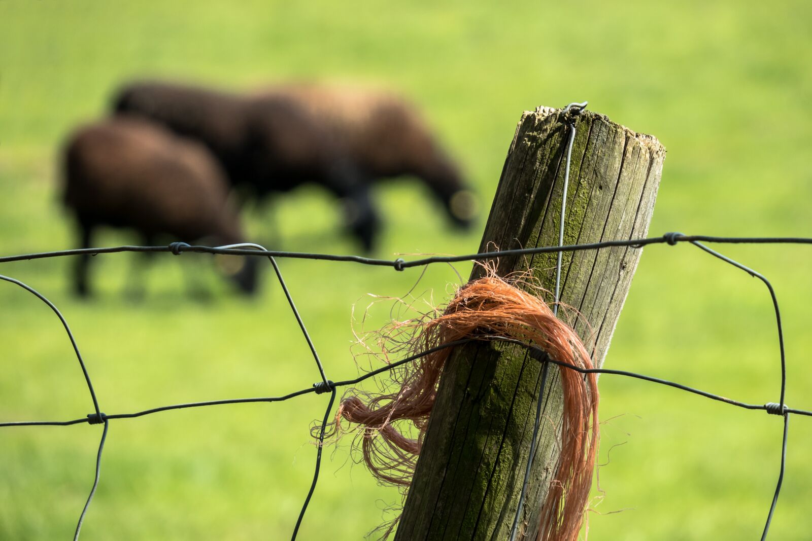 Canon PowerShot G3 X sample photo. Pasture fence, fence, pasture photography