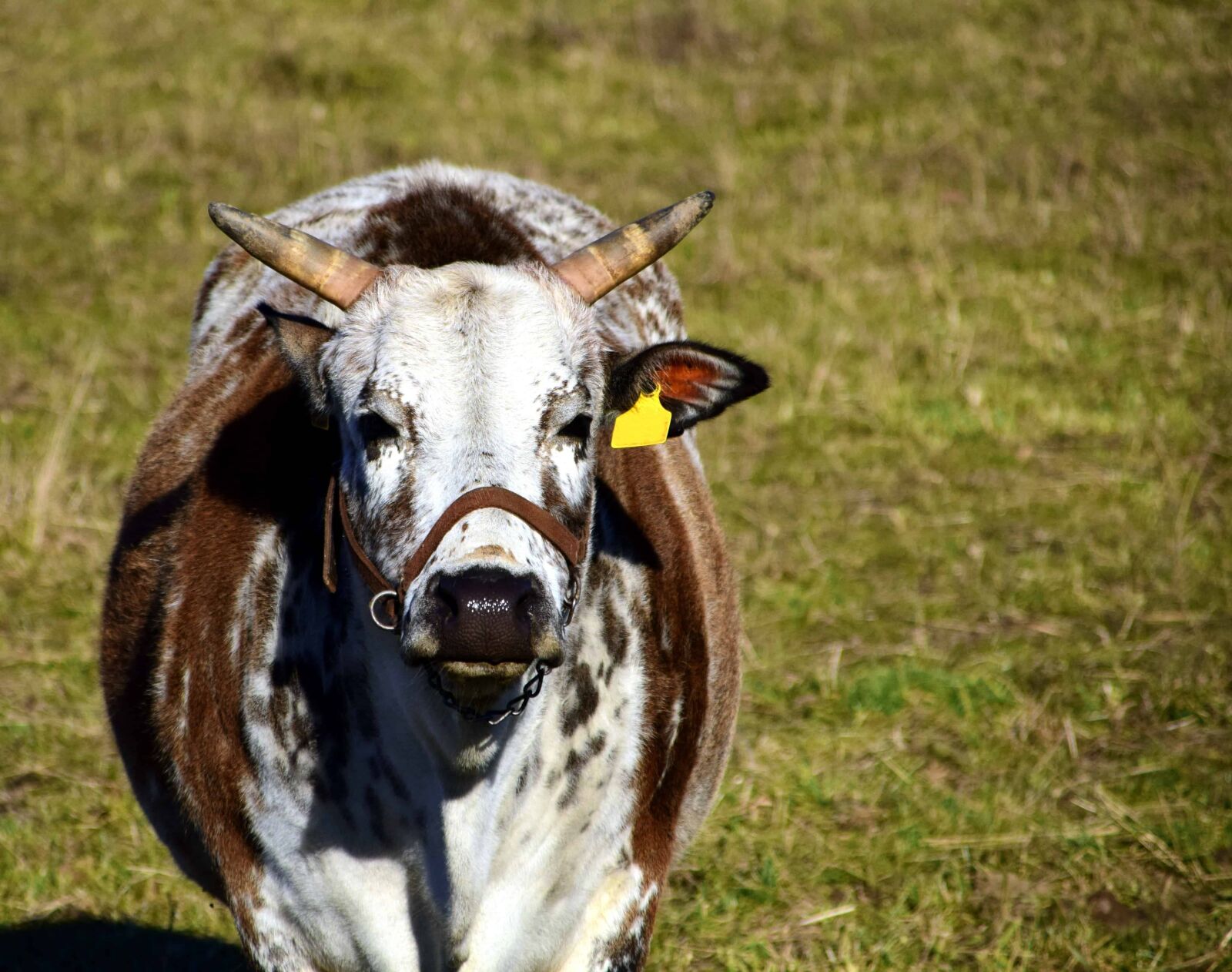 Nikon D3300 sample photo. Animal, agriculture, livestock, horn photography