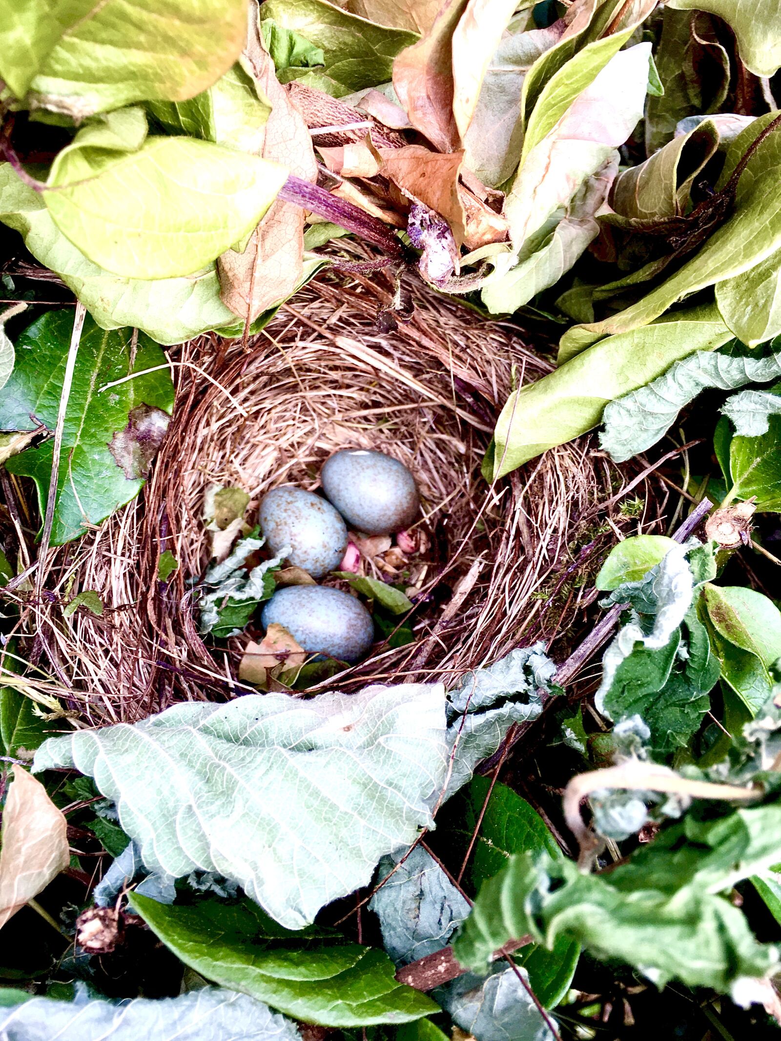 iPhone SE back camera 4.15mm f/2.2 sample photo. Nest, egg, nature photography