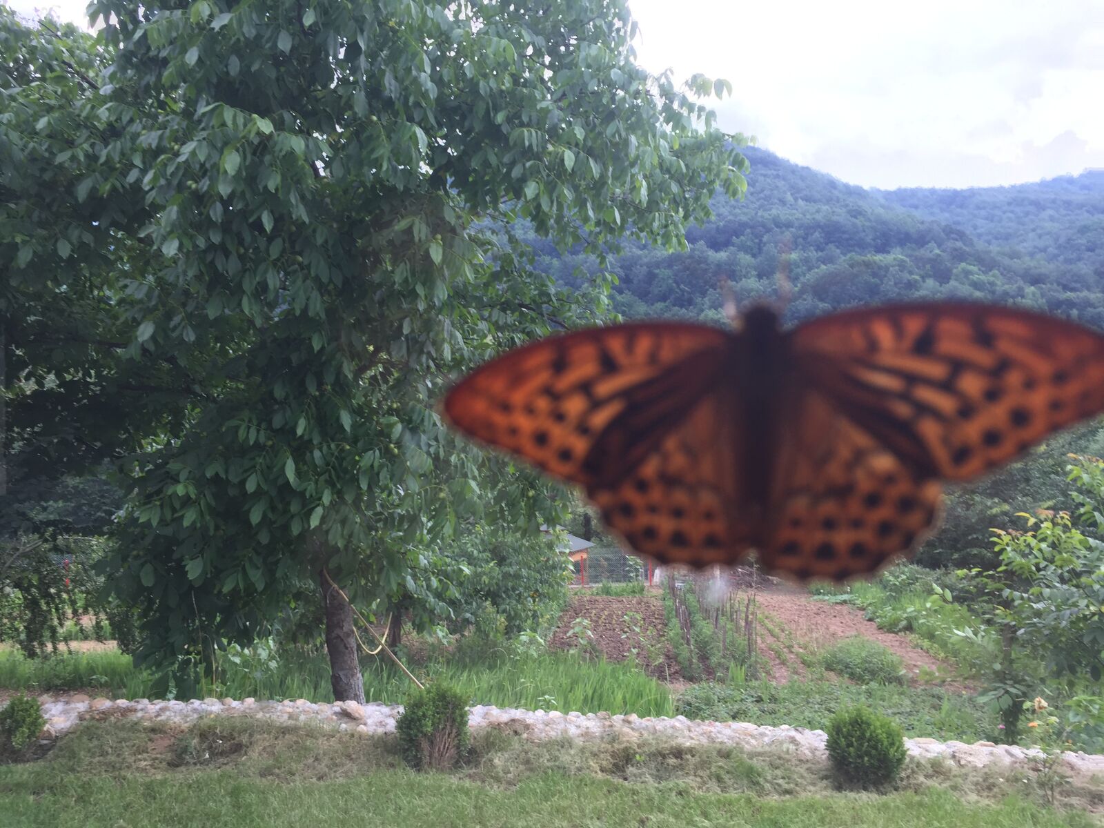 iPhone 6 back camera 4.15mm f/2.2 sample photo. Butterfly, window, spring photography