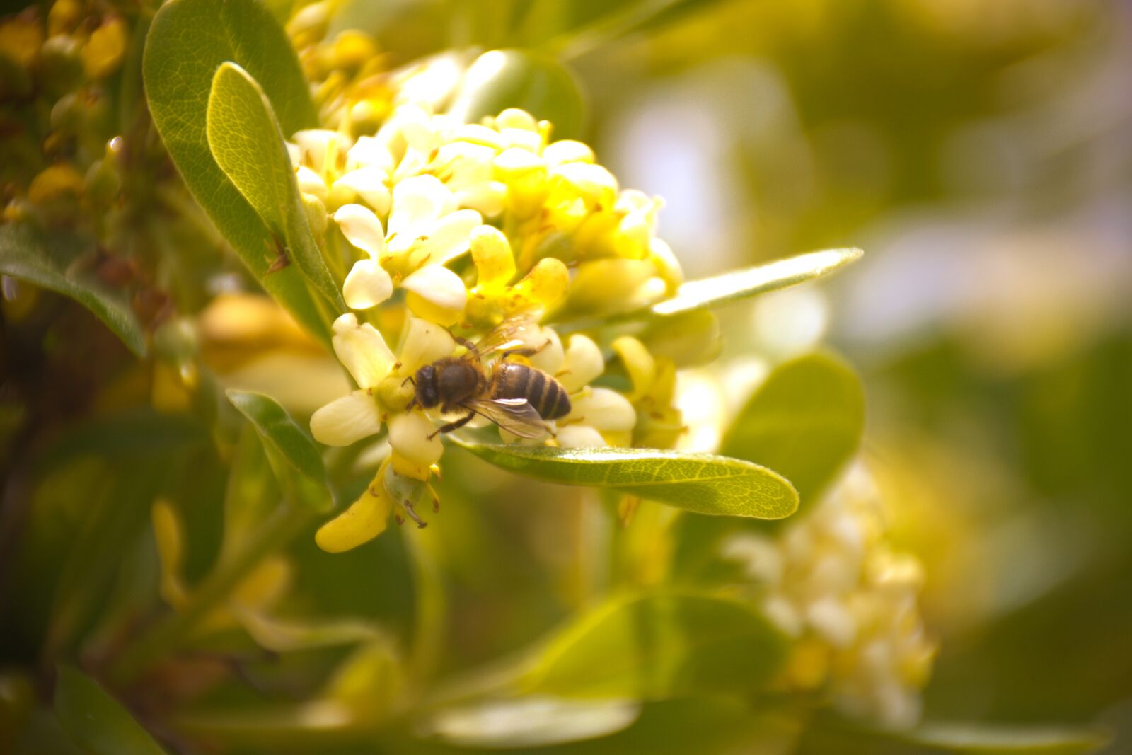 Nikon D7200 sample photo. Spring, bee, flower photography