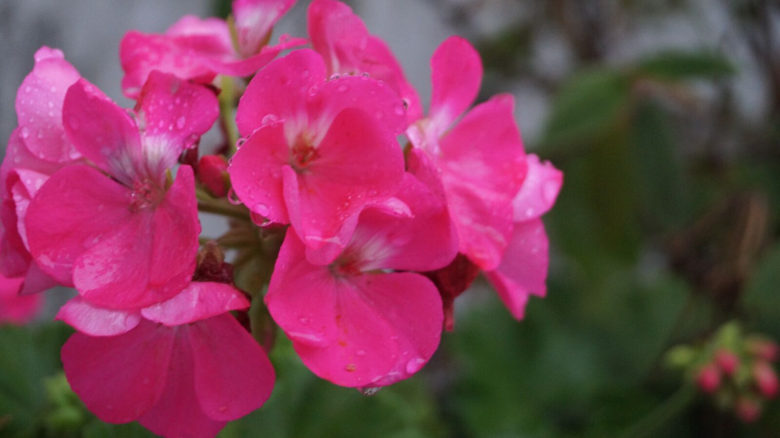 Sony SLT-A58 sample photo. Flores, rosa, romantico photography