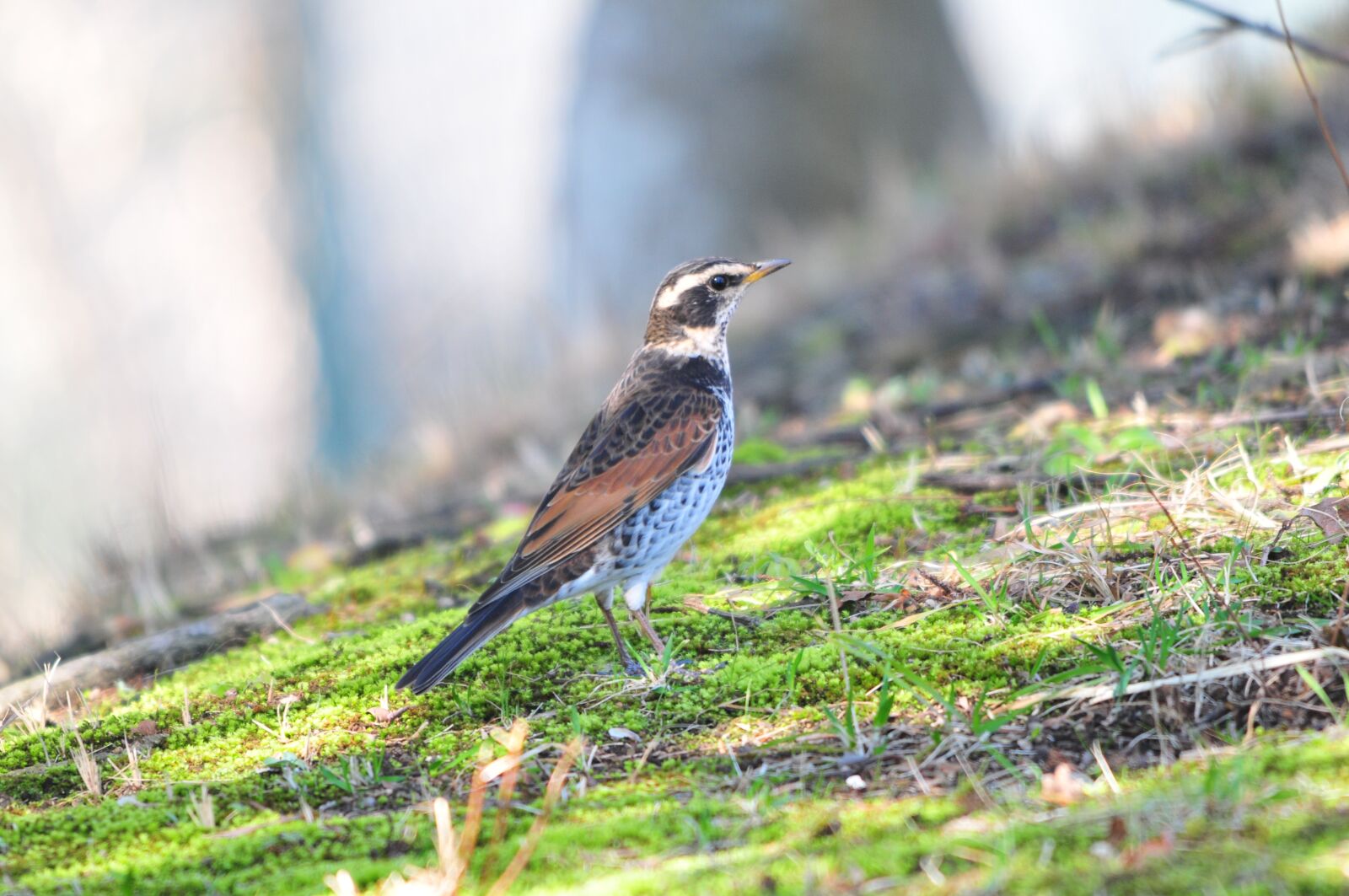 Nikon D300 sample photo. Natural, bird, outdoors photography