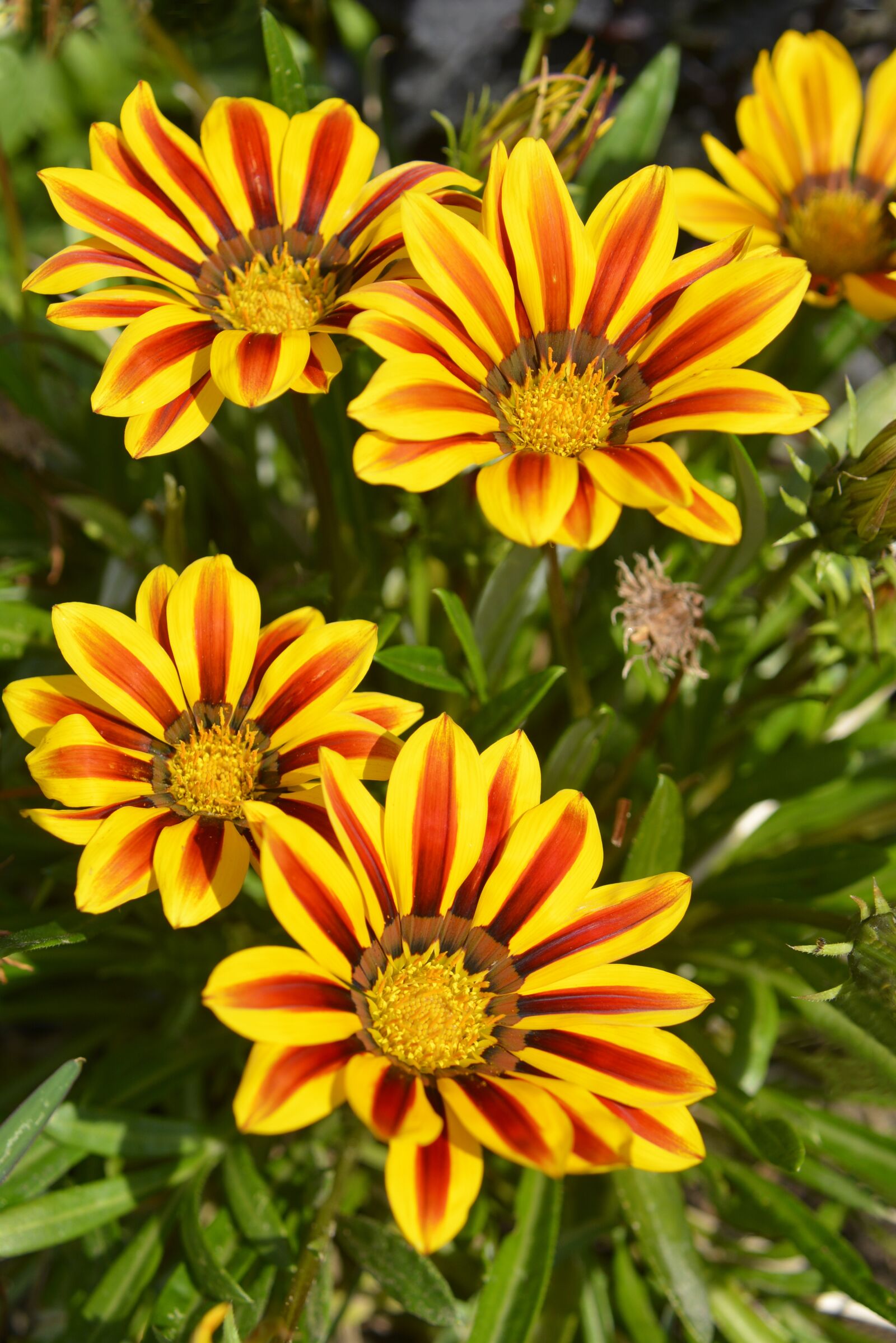 Nikon D7100 sample photo. Flowers, yellow, garden photography