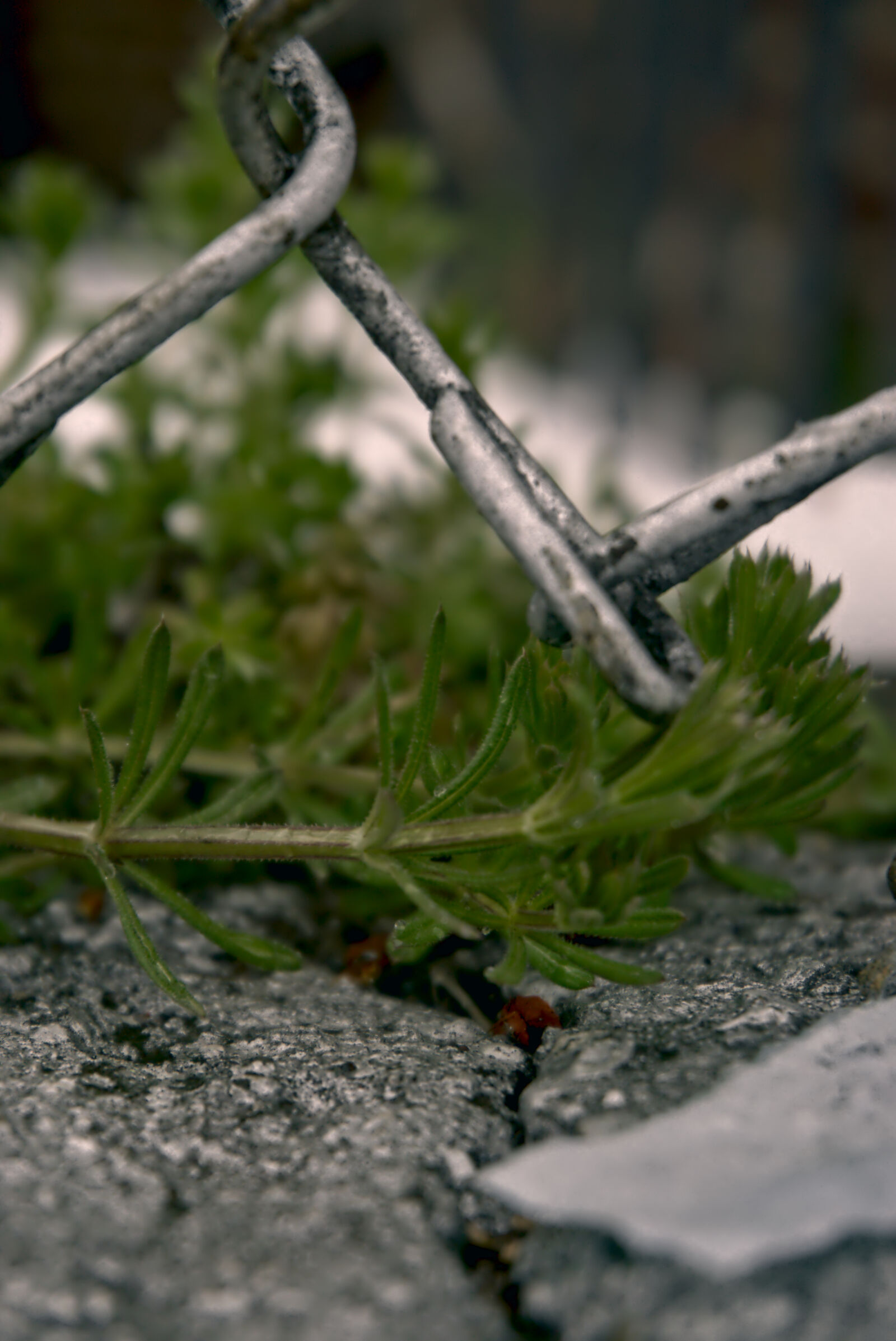 Sony a6000 sample photo. Backyard, beauty, close, up photography