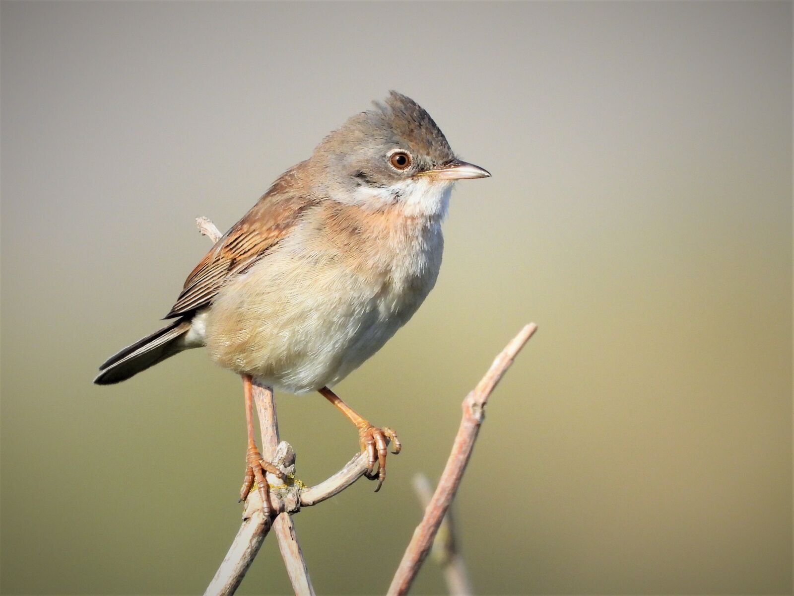 Nikon Coolpix P1000 sample photo. Warbler, songbird warbler, common photography