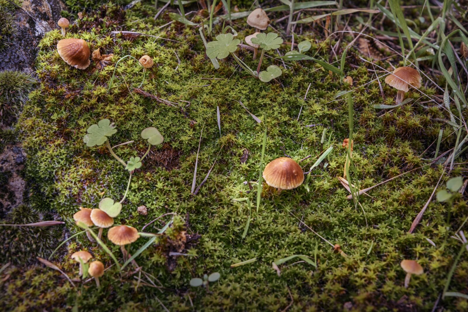 Nikon D3300 sample photo. Mushrooms, forest, autumn photography