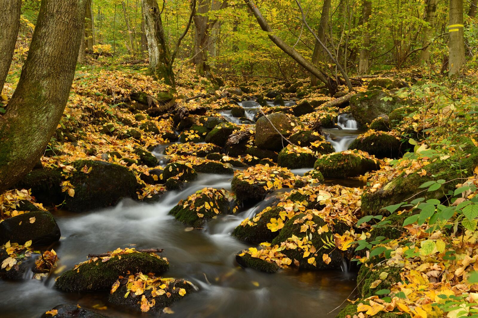 Nikon D3100 sample photo. Autumn, creek, water photography