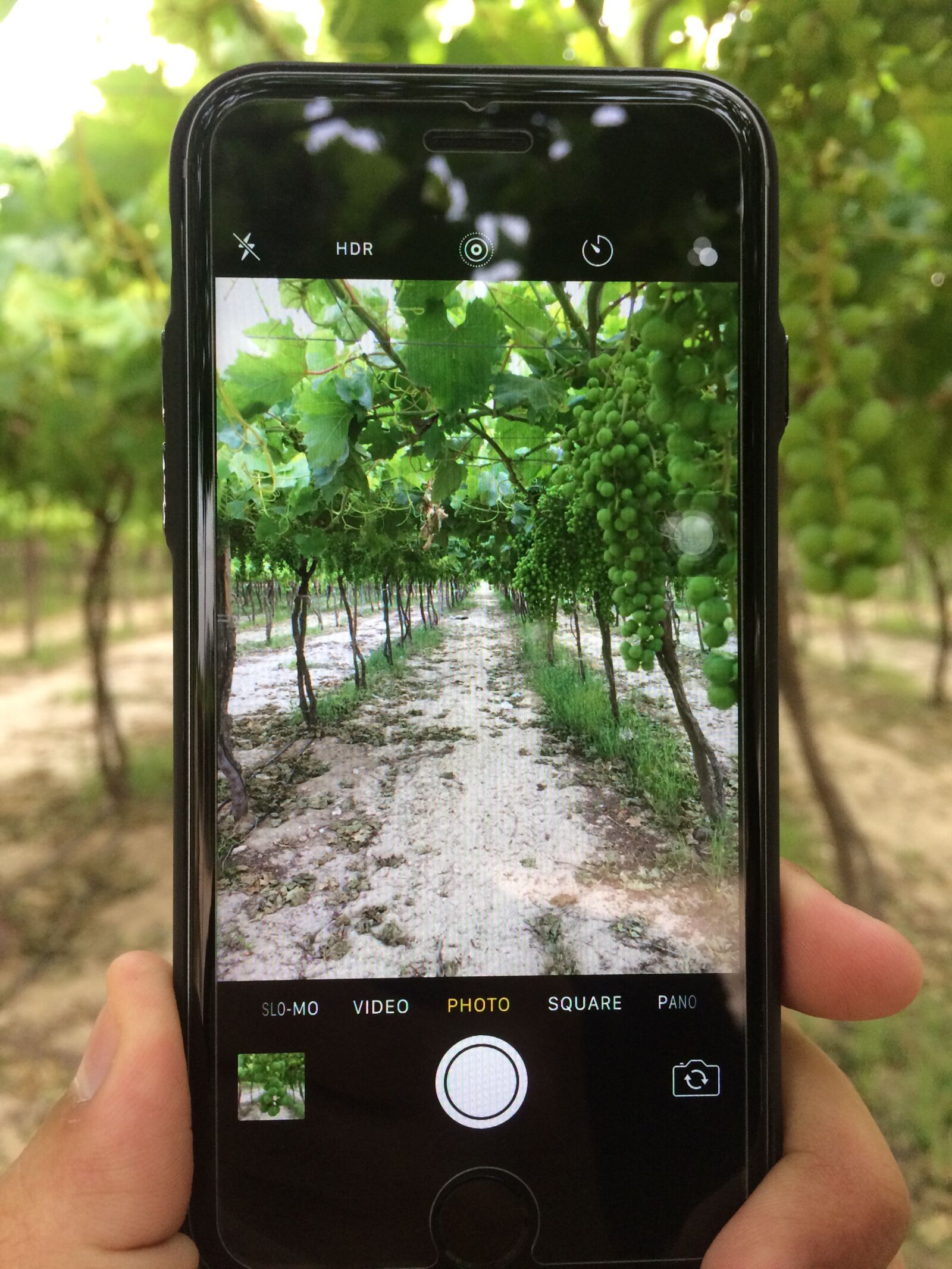 iPhone 5s back camera 4.15mm f/2.2 sample photo. Grape, iphone camera, farm photography