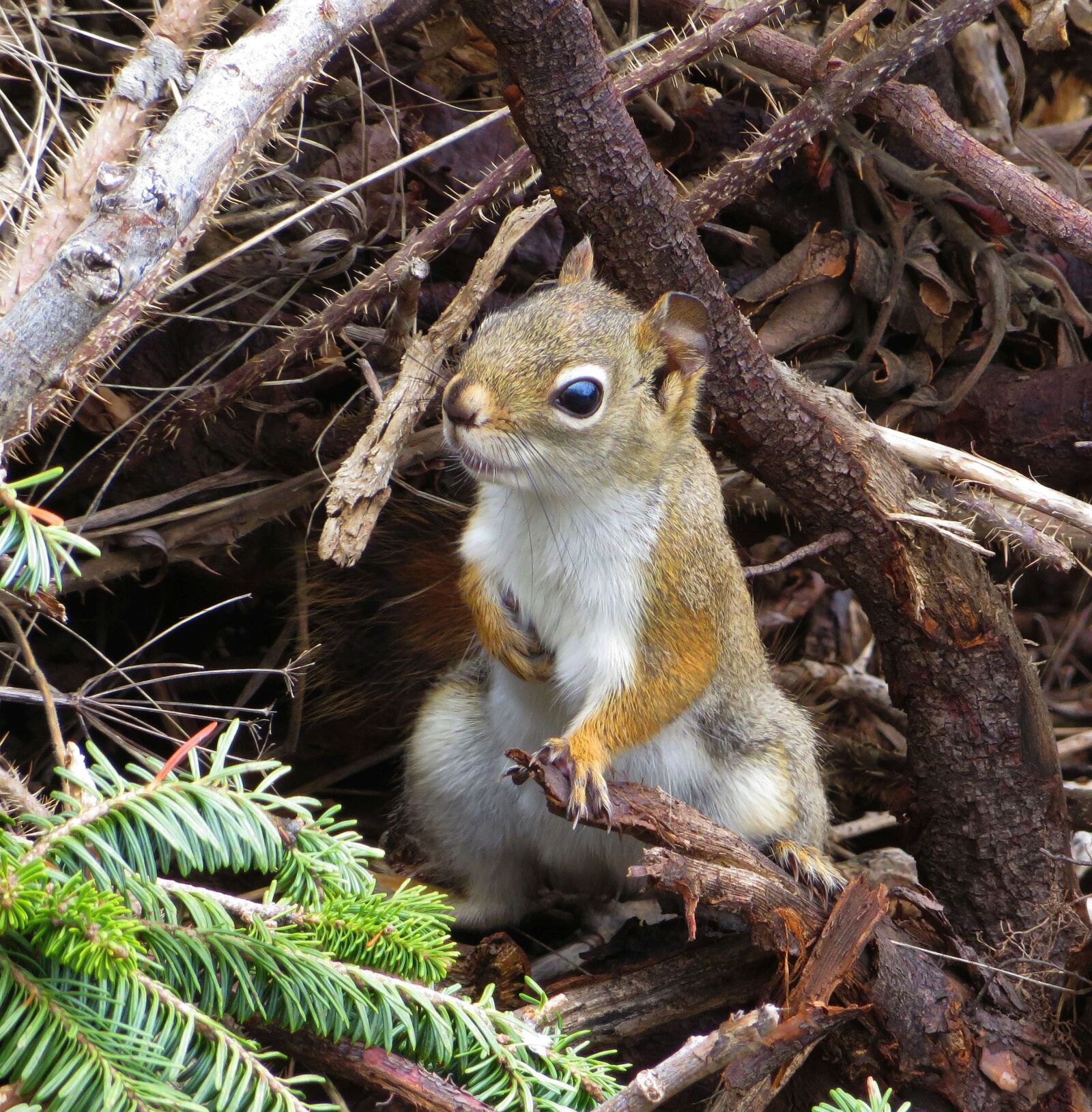Canon PowerShot SX270 HS sample photo. Squirrel, tree, forest photography