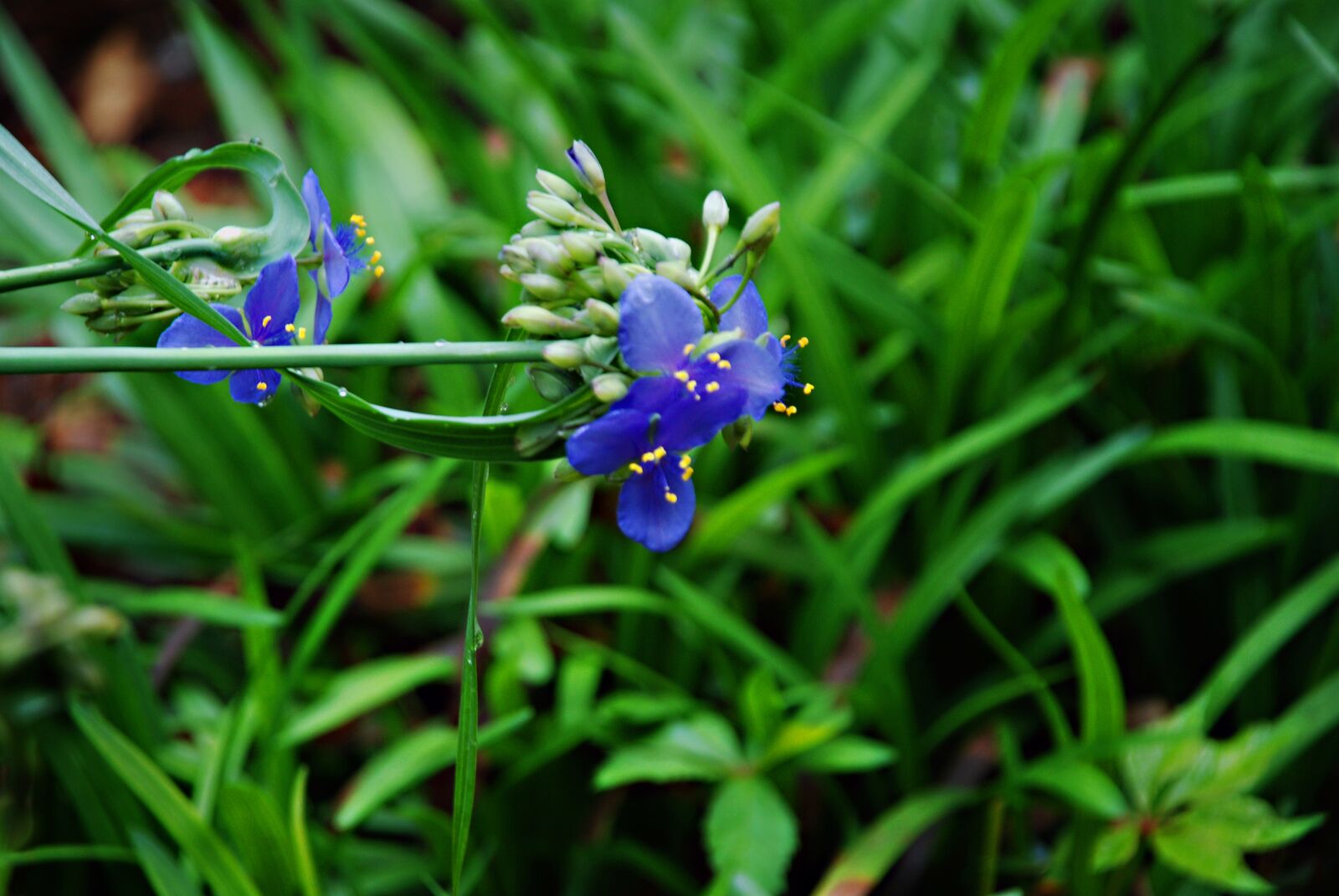 Nikon D80 sample photo. Spiderwort, tradescantia, wildflowers photography