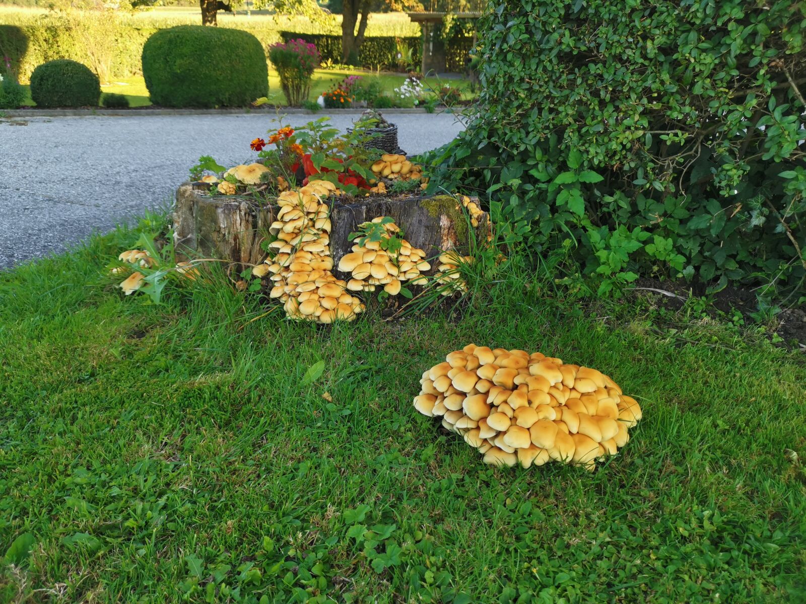 HUAWEI LYA-L29 sample photo. Mushrooms, mushroom, autumn photography