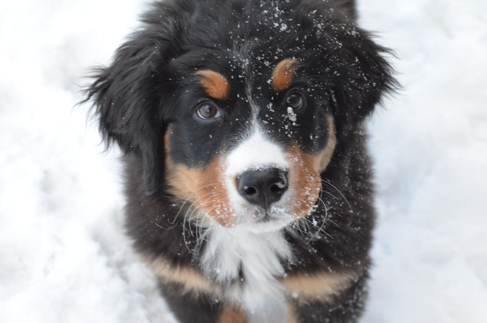 Nikon D5100 sample photo. Dog, puppy, bernese mountain photography