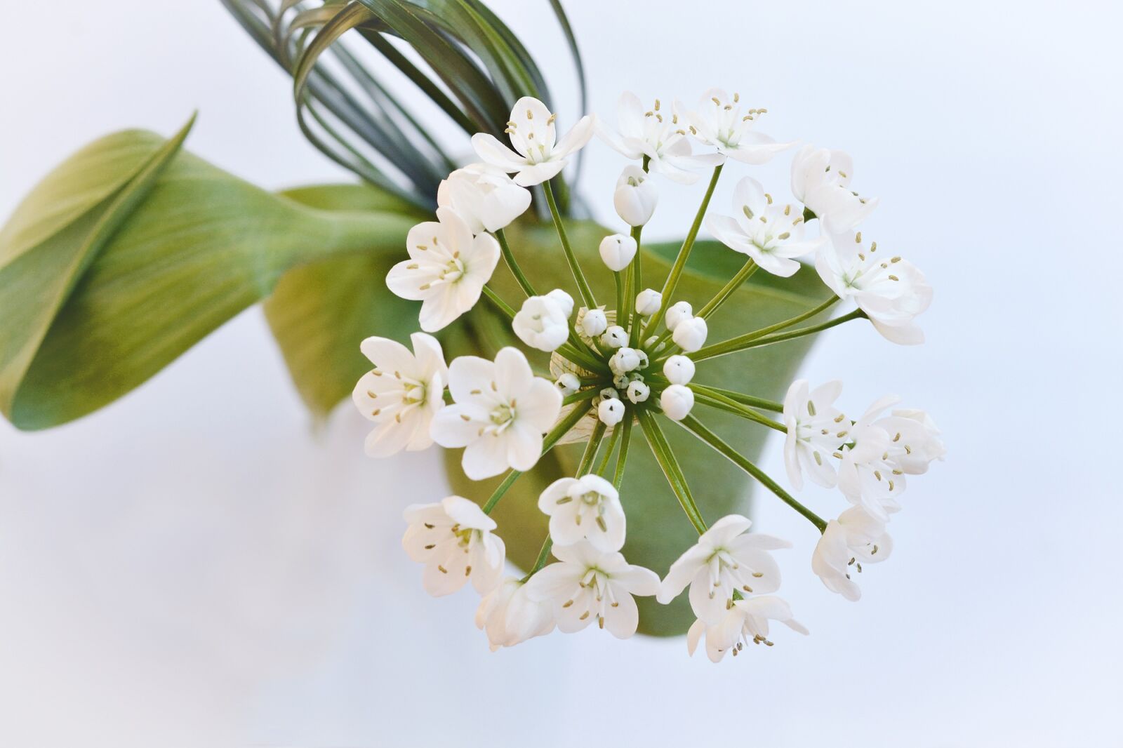 Nikon D7100 sample photo. Flower, flowers, white photography
