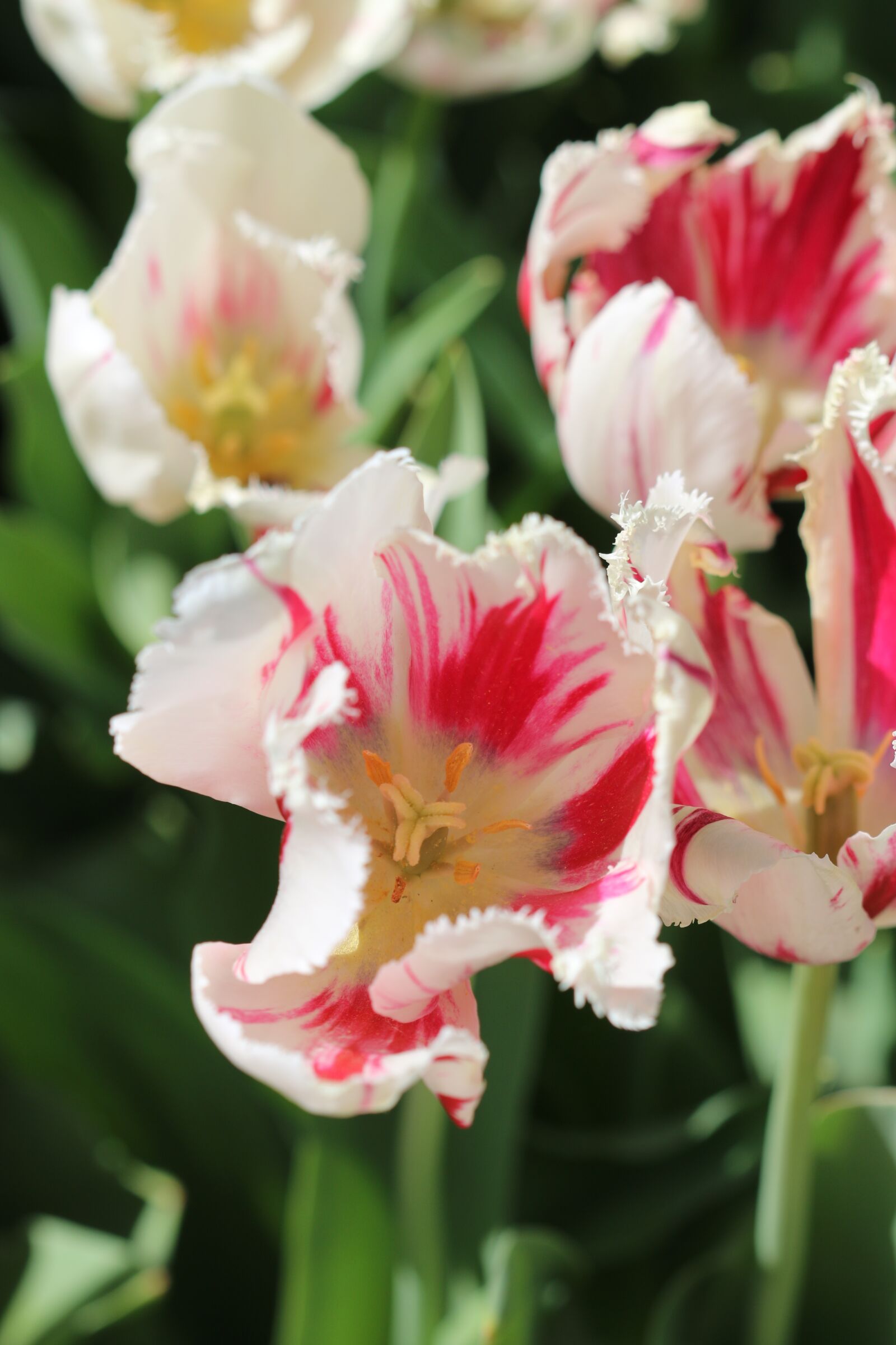 Canon EOS 70D + Canon EF 100mm F2.8 Macro USM sample photo. Tulips, white, pink photography