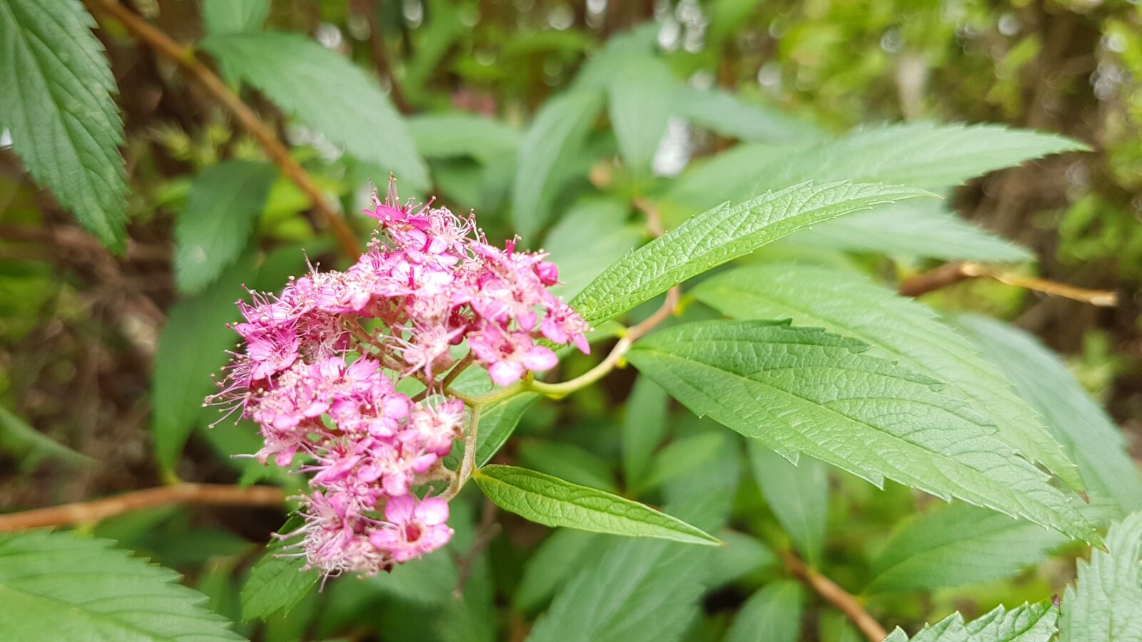 Samsung Galaxy S7 sample photo. Spiraea japonica, flower, red photography