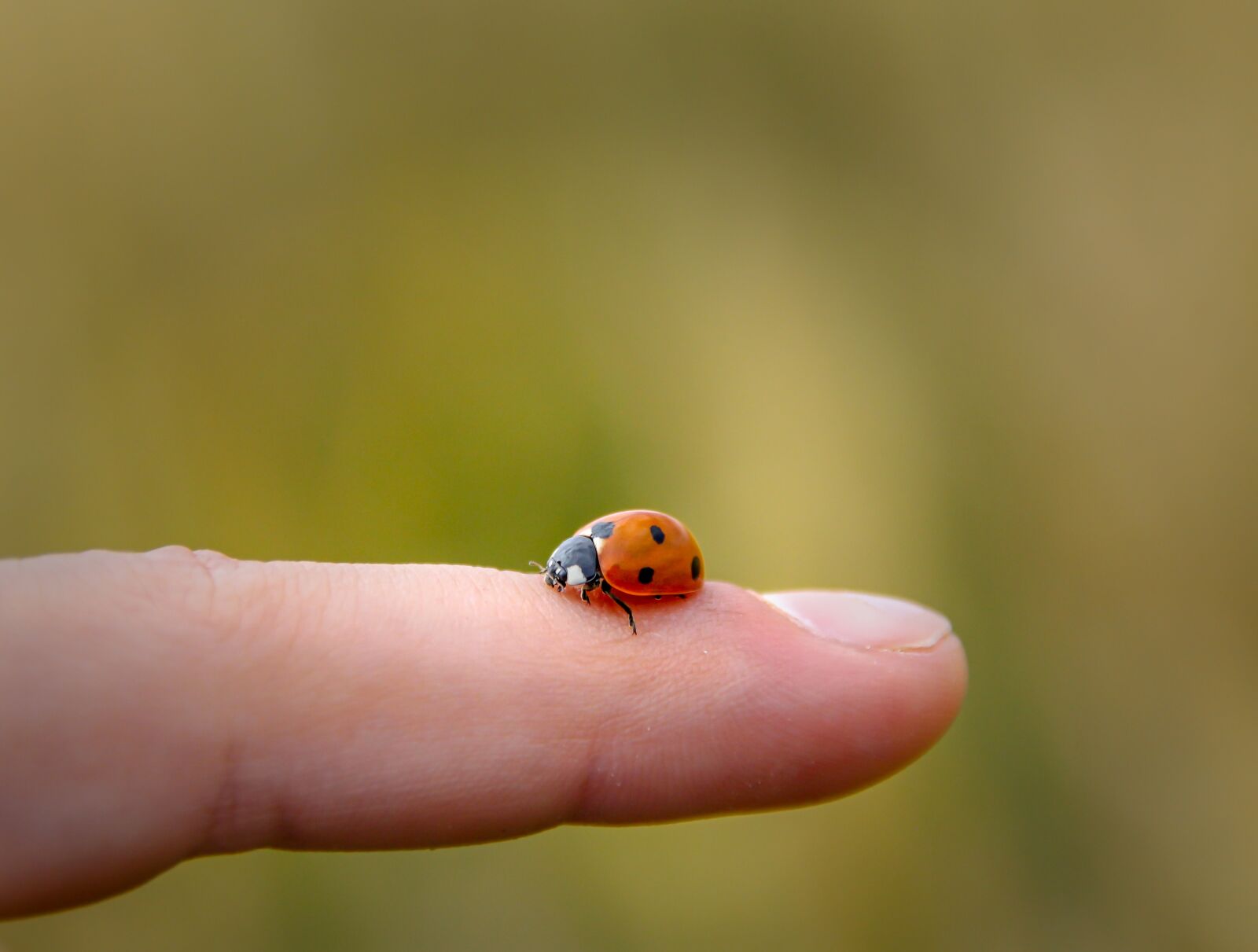 Canon EOS 550D (EOS Rebel T2i / EOS Kiss X4) sample photo. Ladybug, animal, nature photography