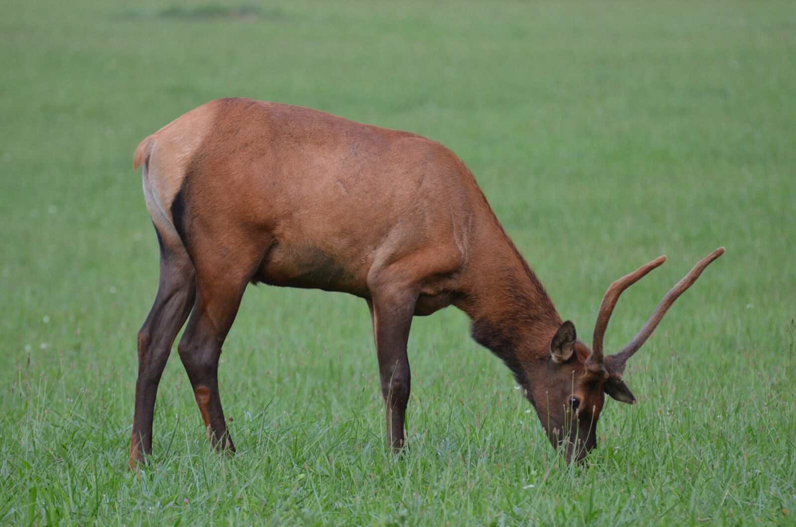 Nikon D5100 sample photo. Momentum bull, momentum, mammal photography